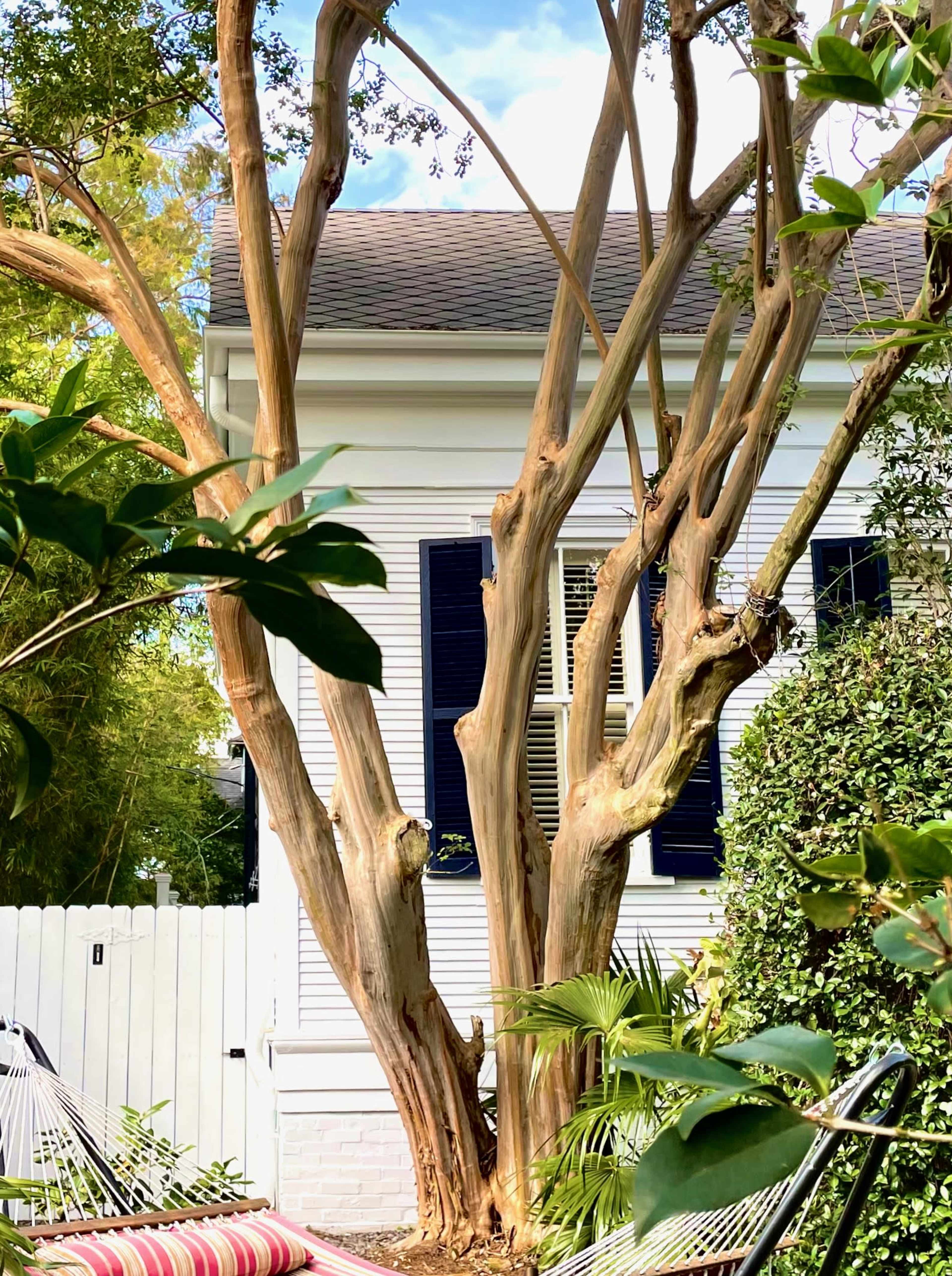 A bare tree with smooth, peeling bark stands beside a white house with blue shutters, surrounded by lush greenery and a hammock.