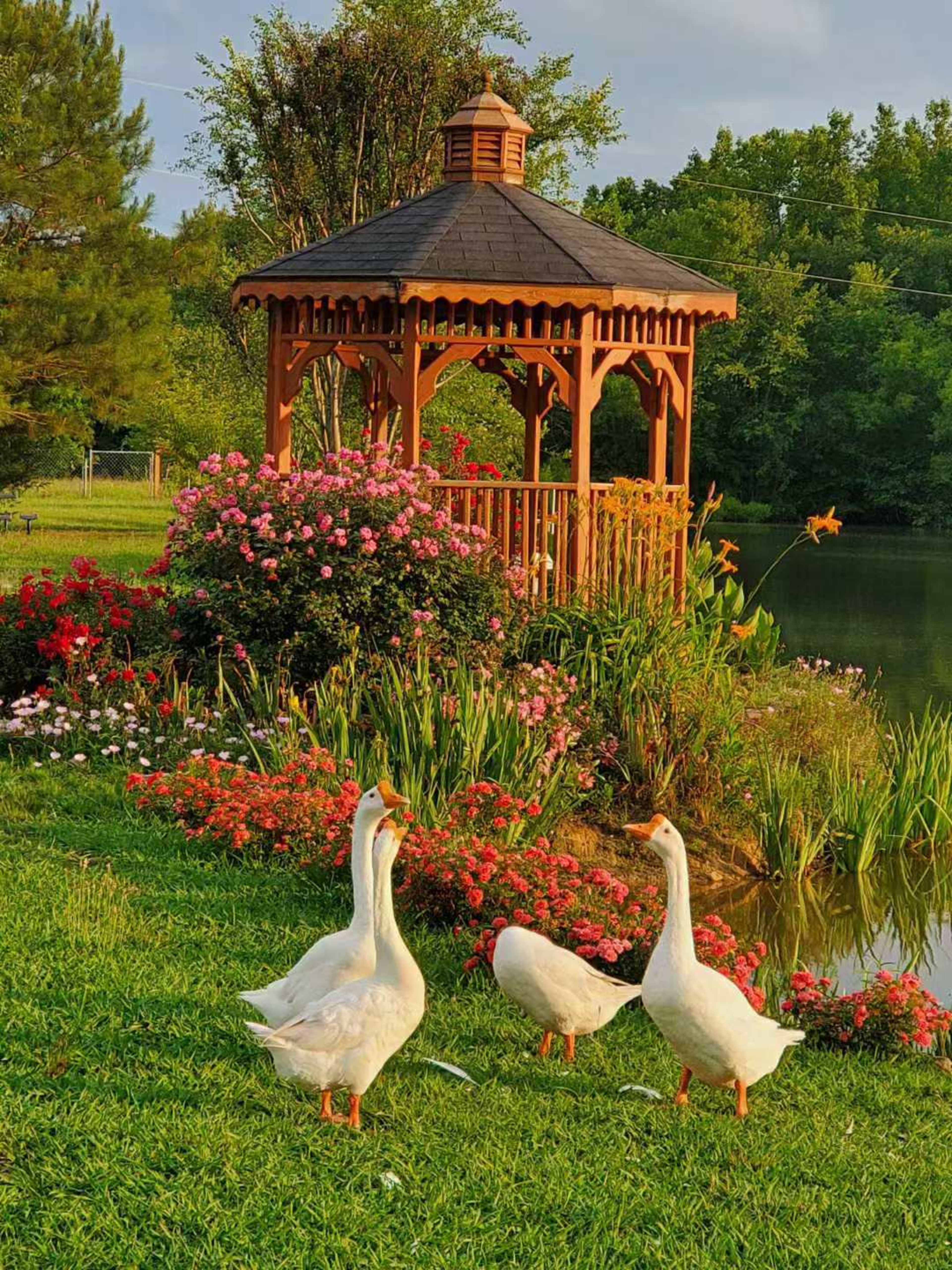 Three white geese stand on the grass in front of a wooden gazebo surrounded by colorful flower beds near a pond.