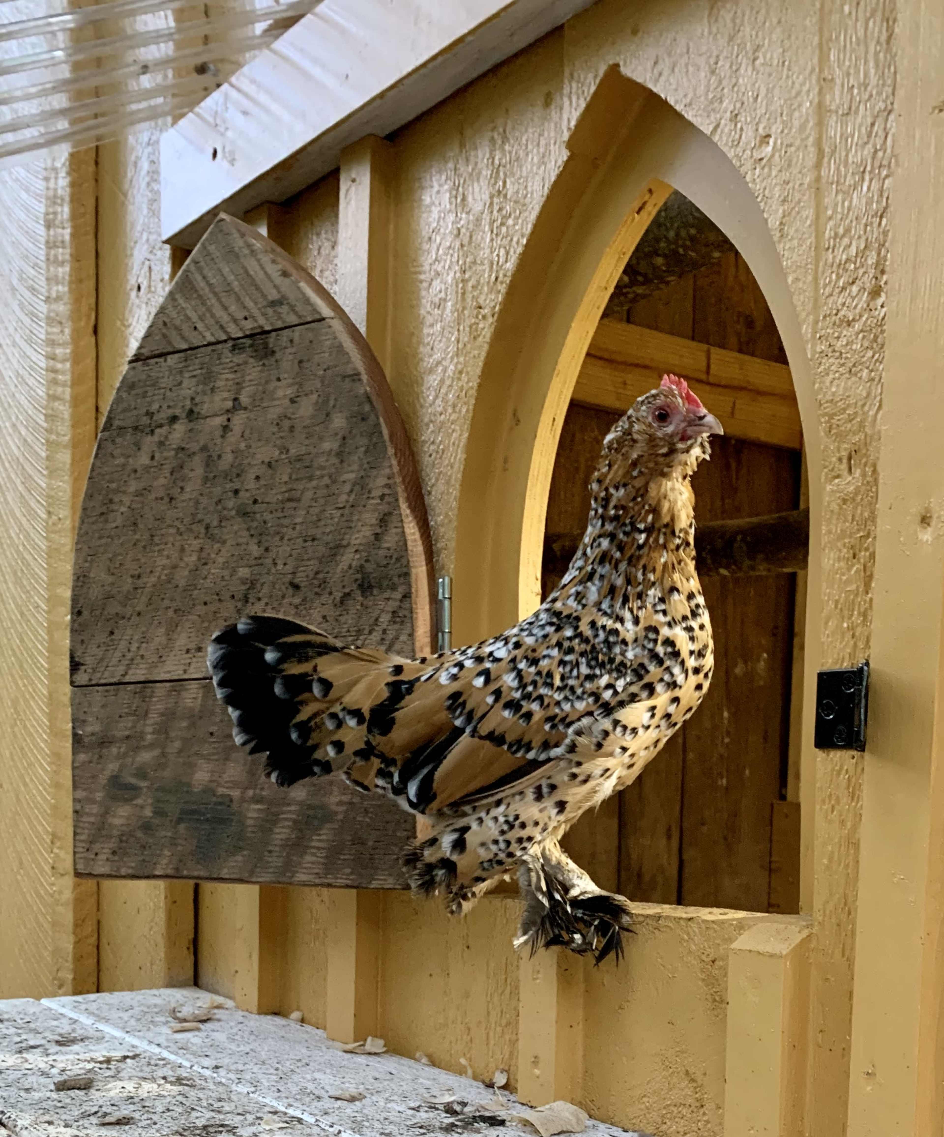 A spotted chicken perches on the edge of a window in a wooden coop.