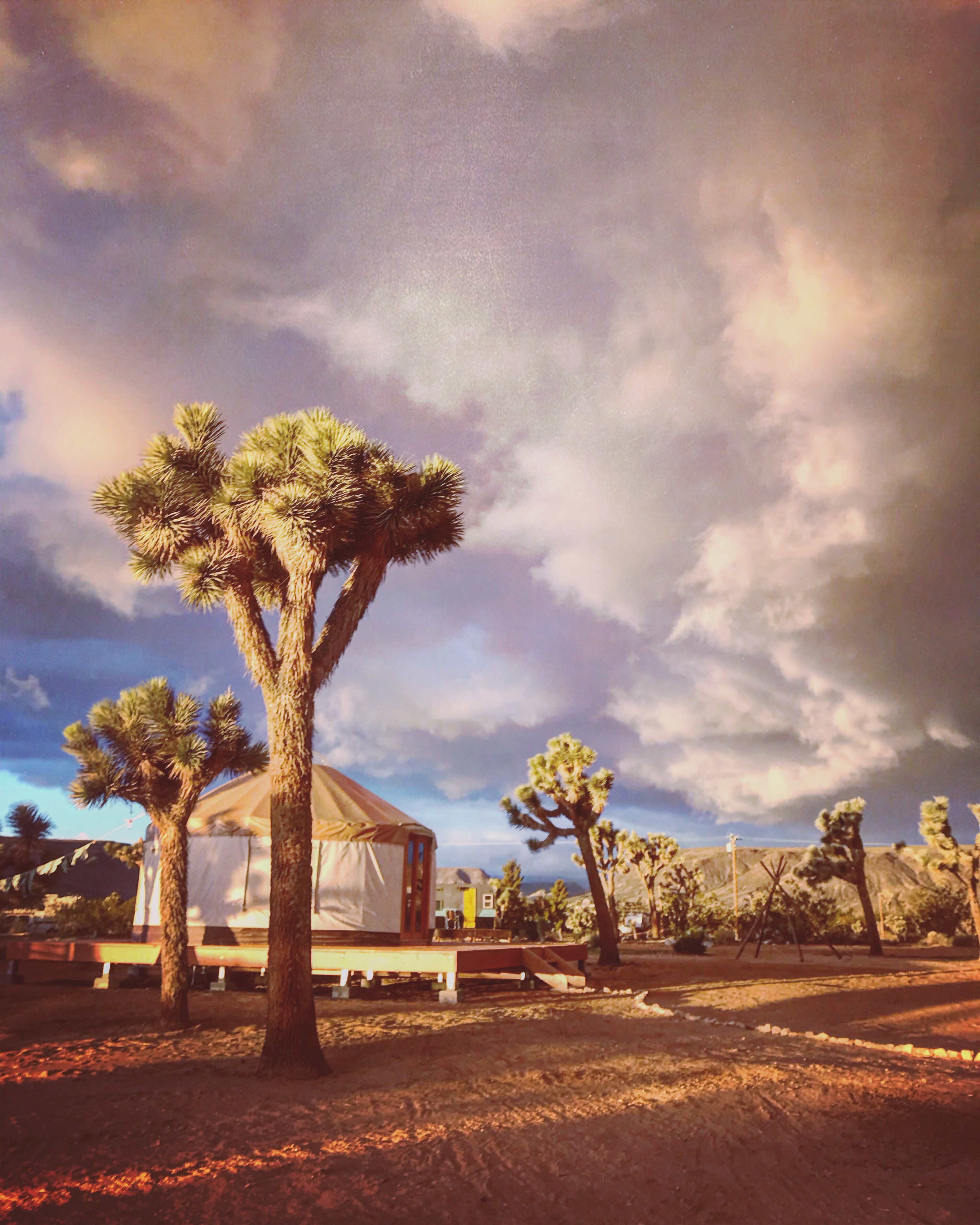 A yurt is situated among Joshua trees under a cloudy sky in a desert landscape.