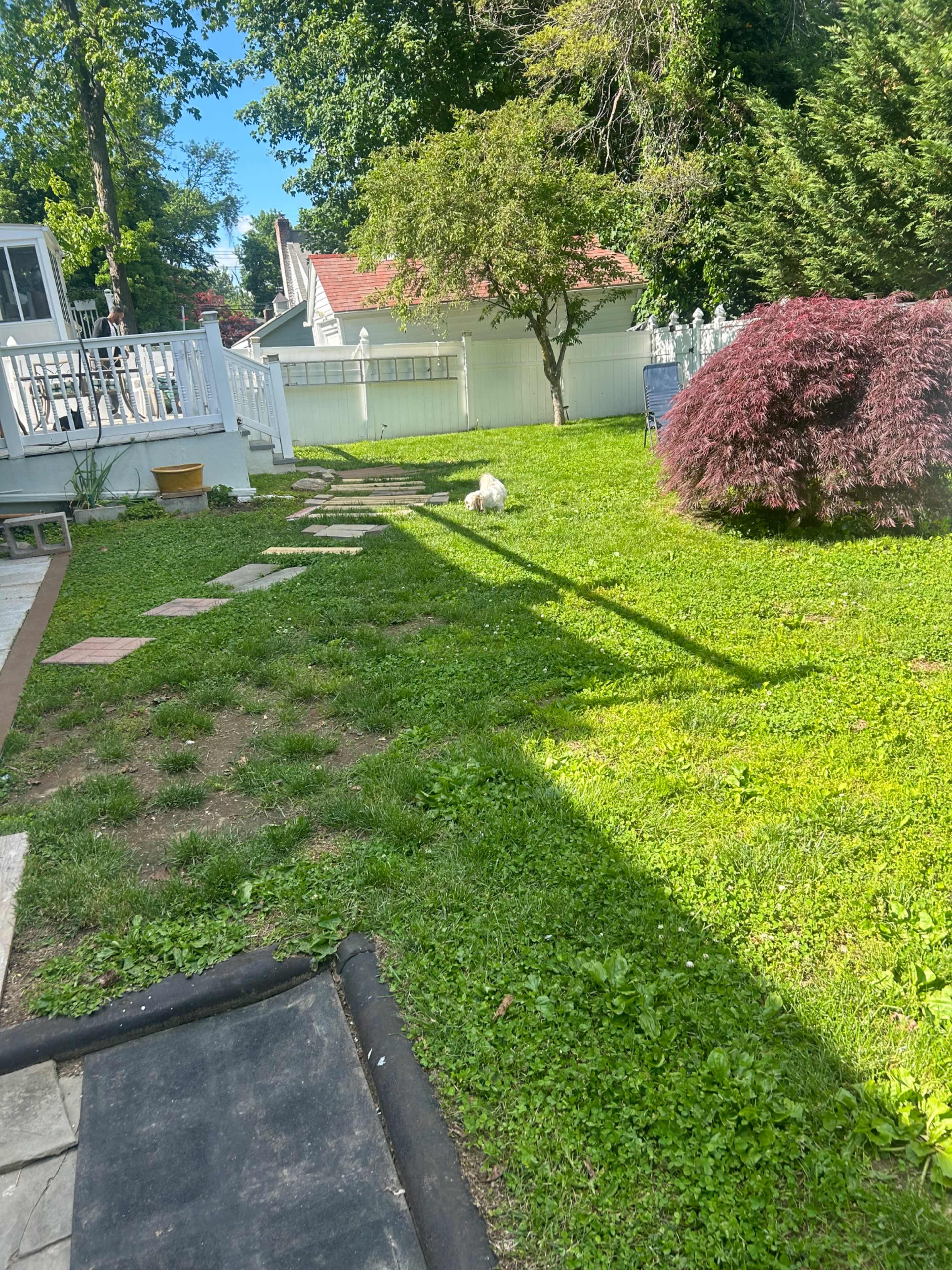 A small white dog stands on the grass in a backyard surrounded by trees and a few shrubs.