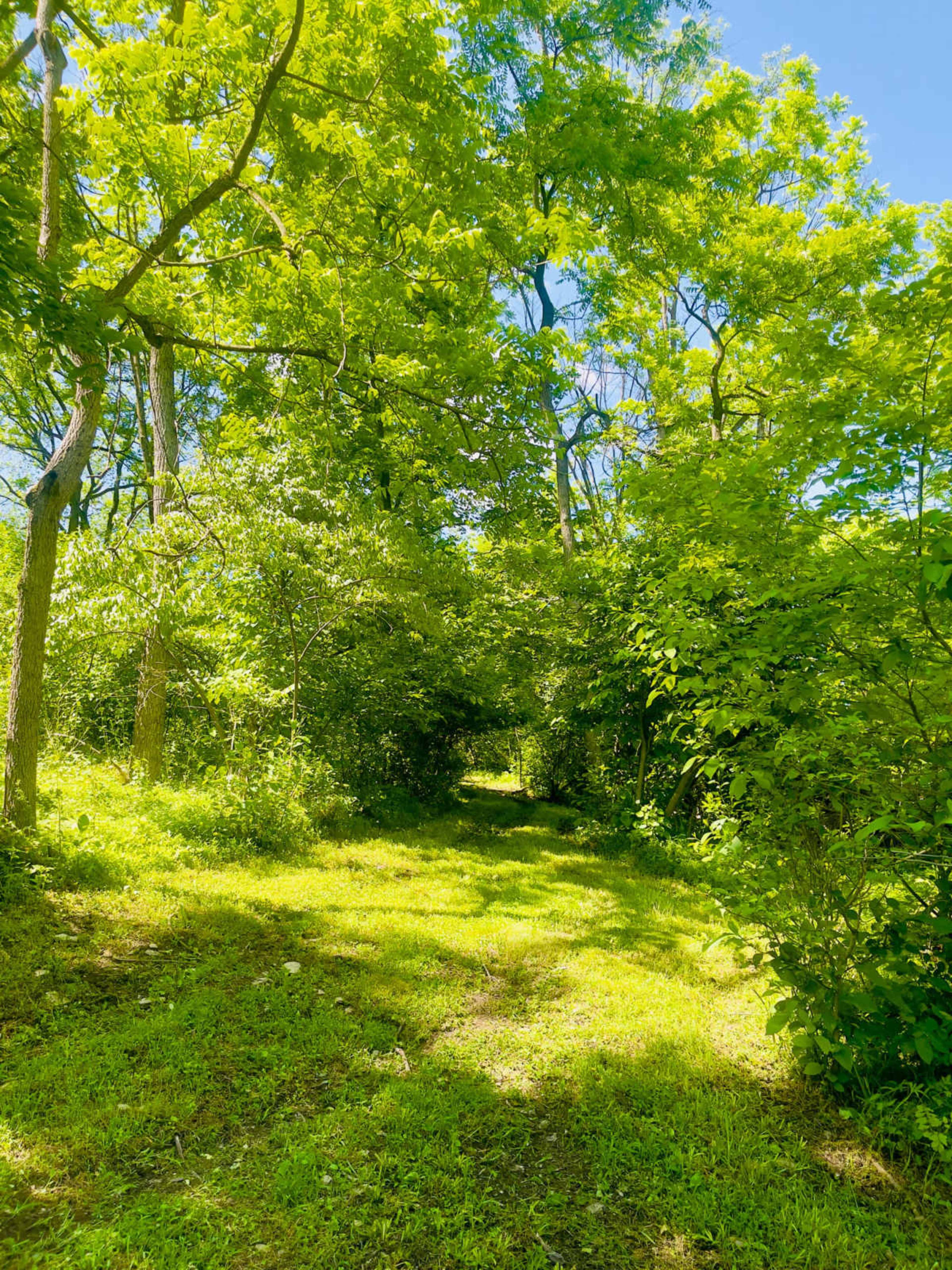 A narrow dirt path winds through a lush green forest, surrounded by dense trees and undergrowth.