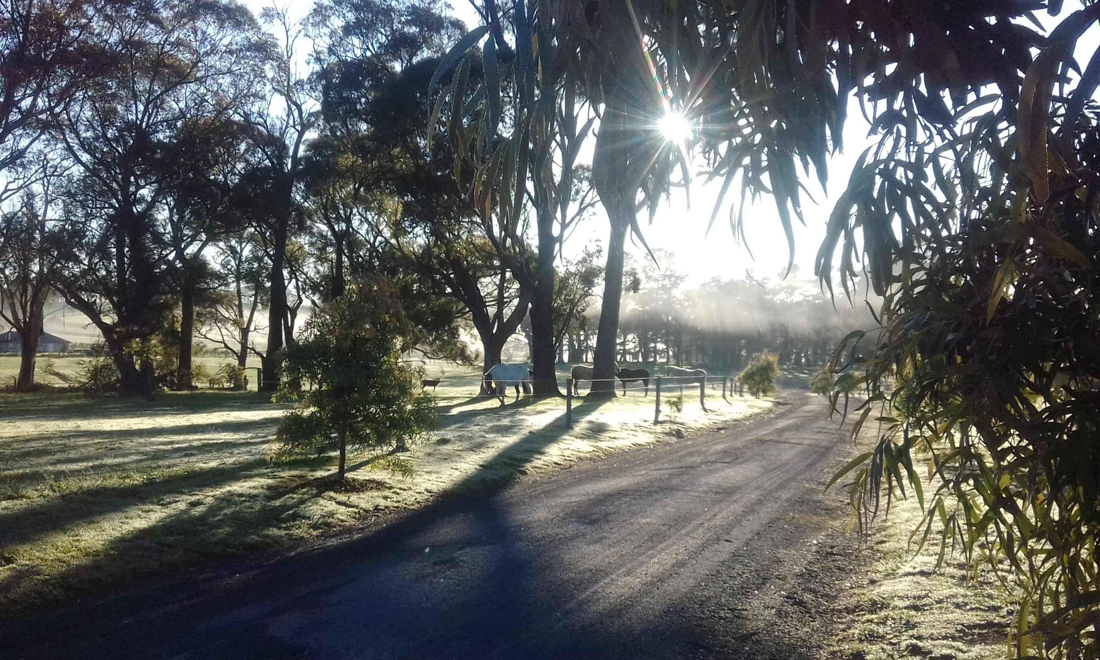 A misty morning scene features a winding gravel road lined by trees and sunlight filtering through the foliage.