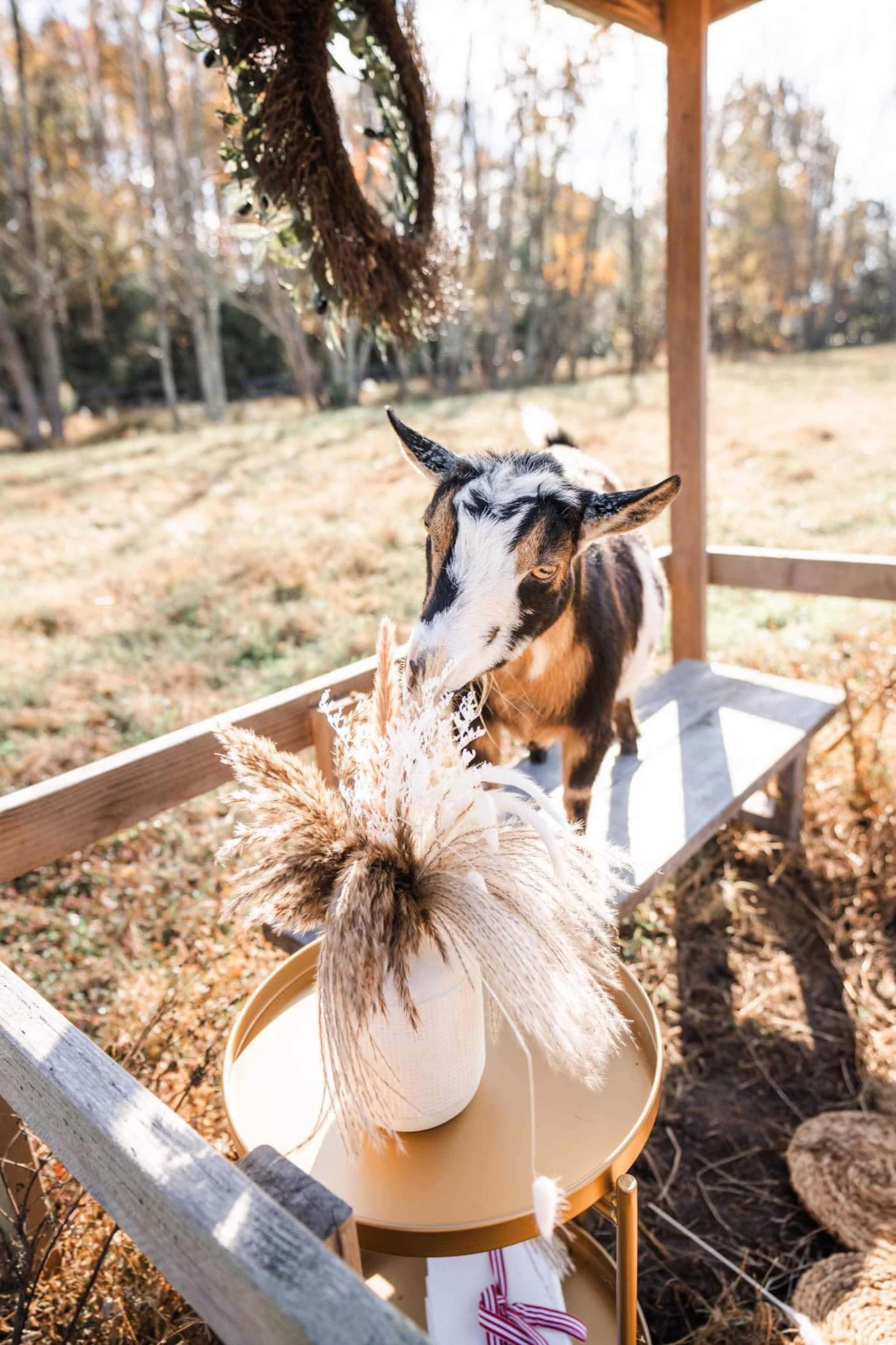 Working Farm with Goats Image in , Hayes, VA