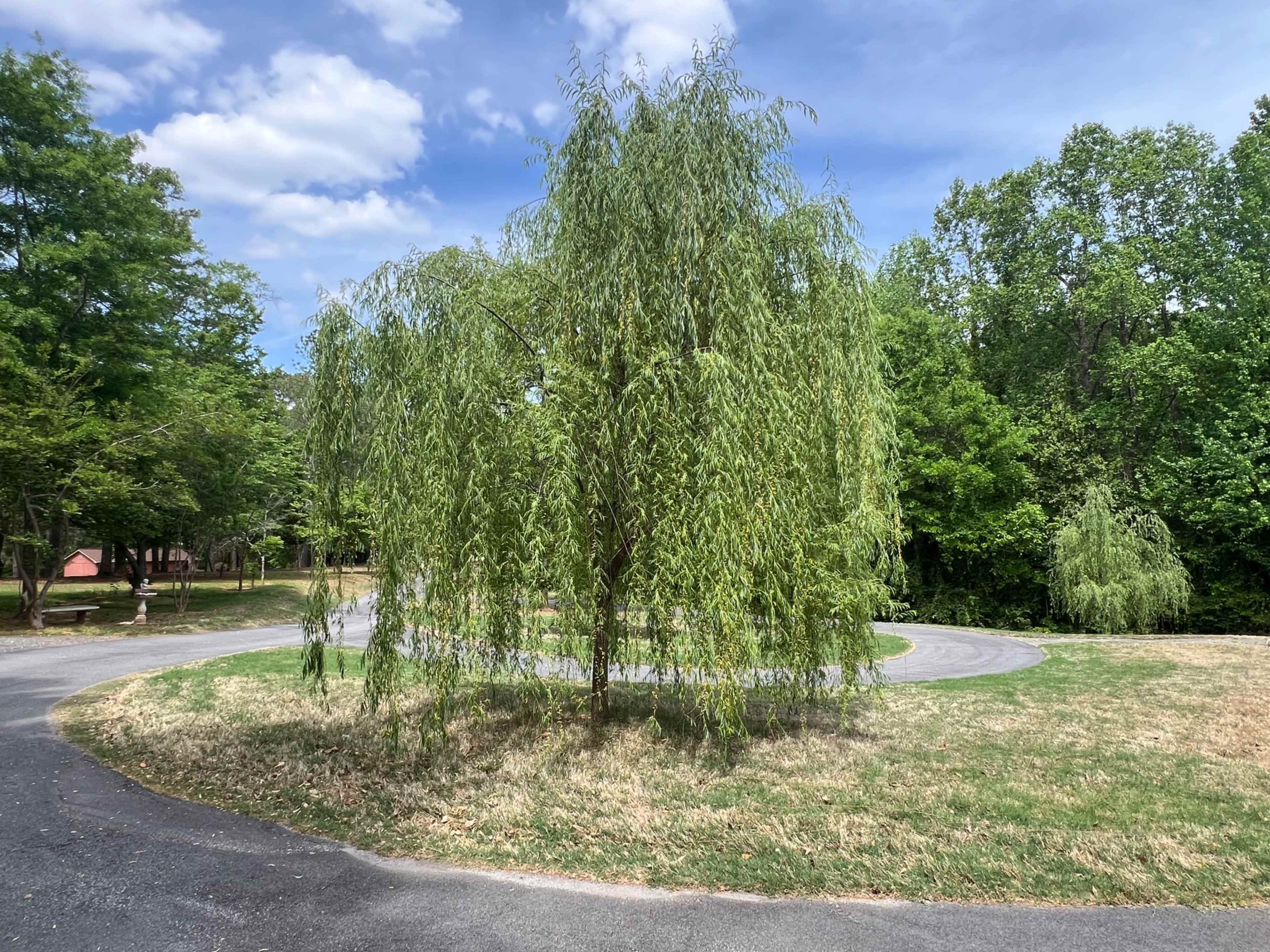 A weeping willow tree stands near a curved driveway surrounded by green grass and trees under a partly cloudy sky.