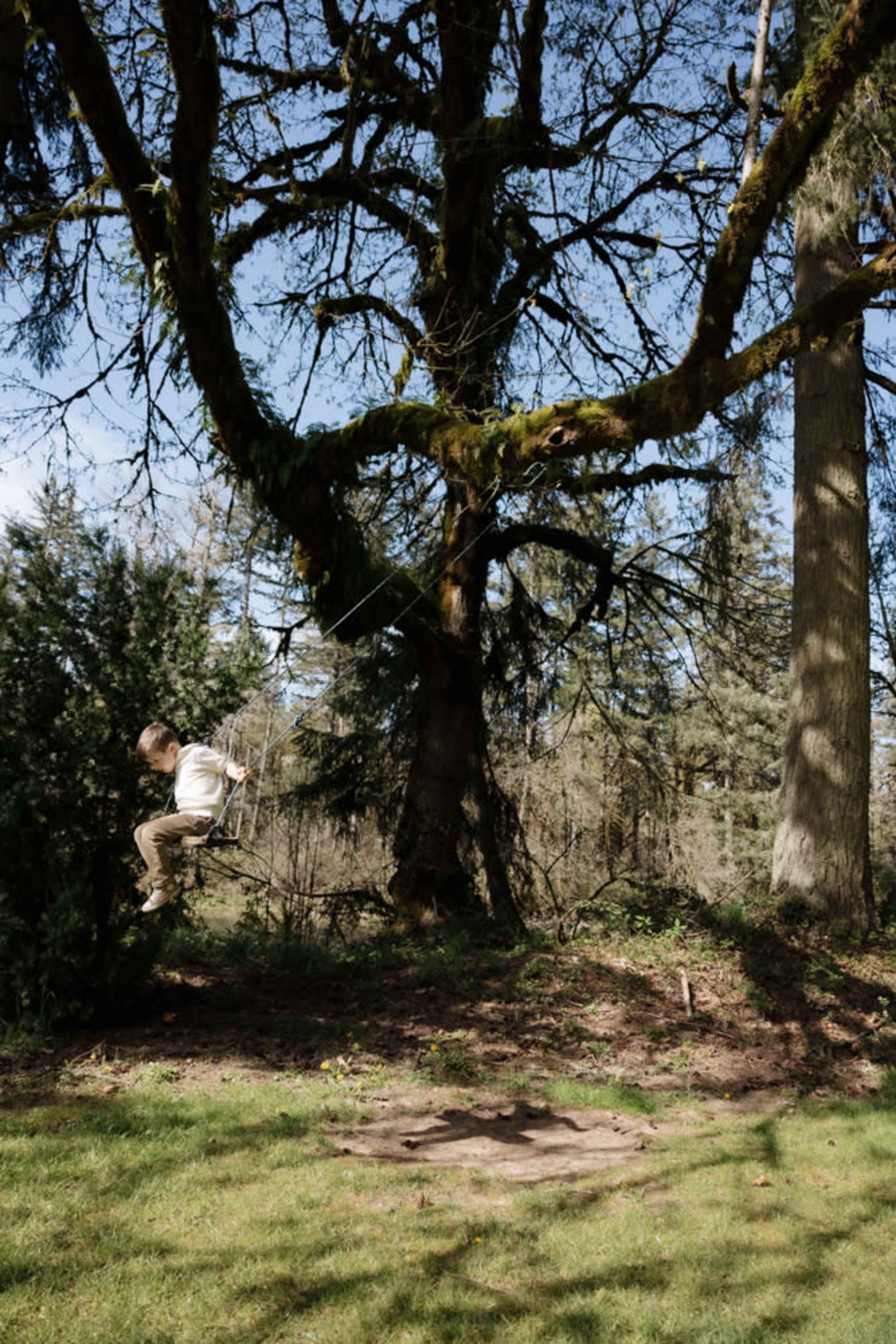 A child swings from a rope tied to a large tree in a wooded area.