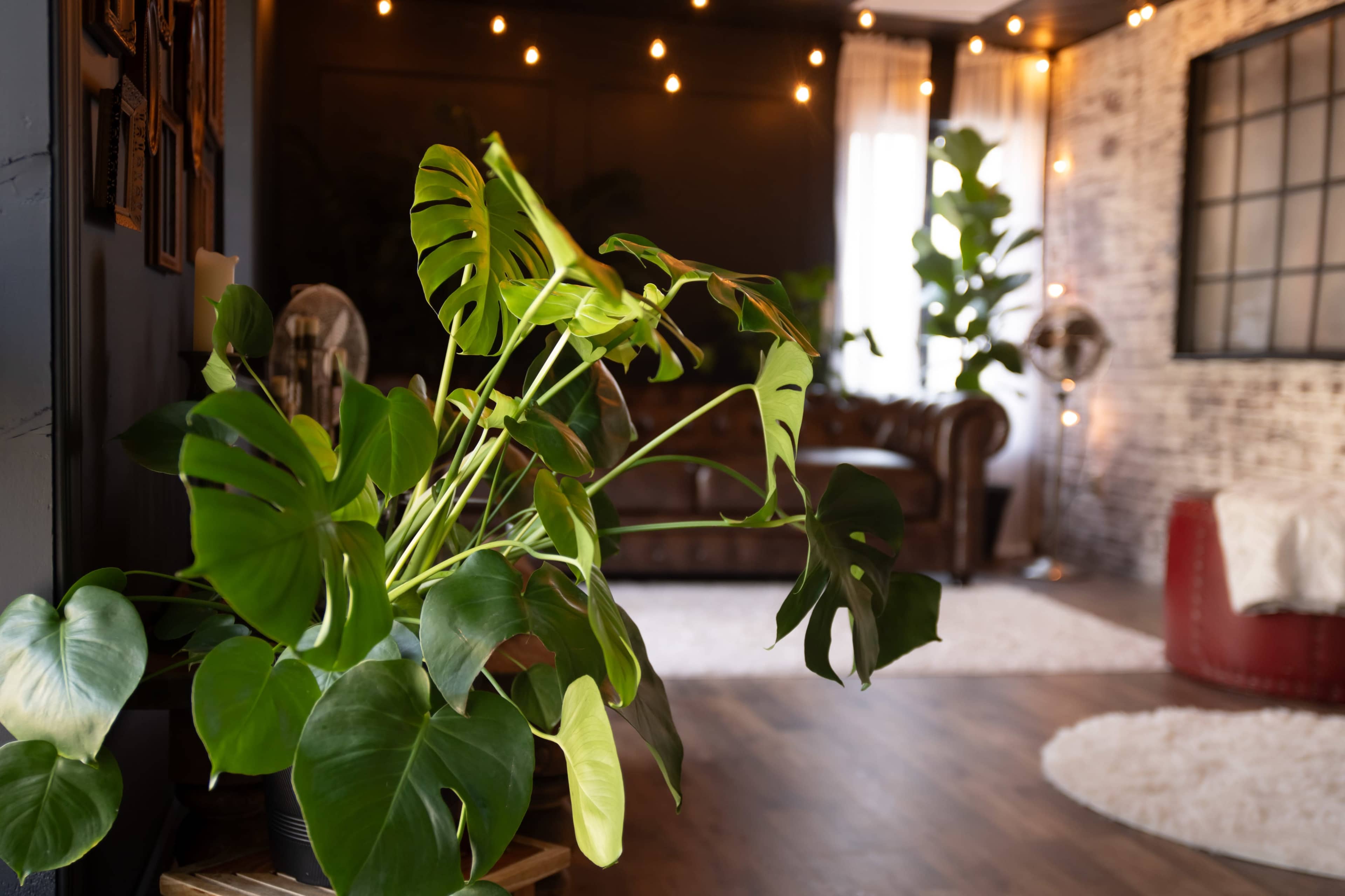 A Monstera plant in a decorative pot is positioned in the foreground, with a cozy living room featuring a leather sofa and soft lighting visible in the background.