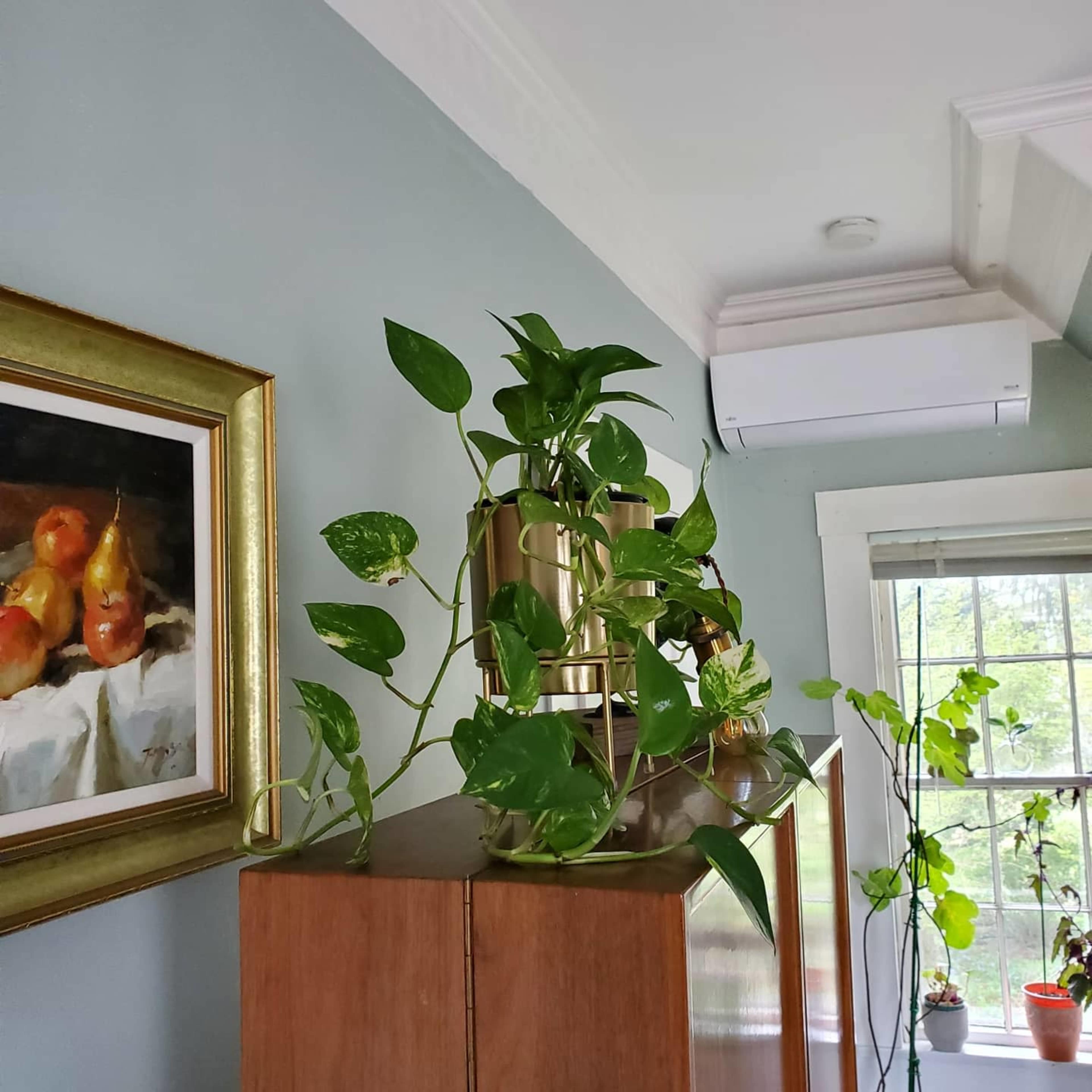 A pothos plant climbs an upper cabinet near a window, accompanied by a framed artwork and a wall-mounted air conditioning unit.