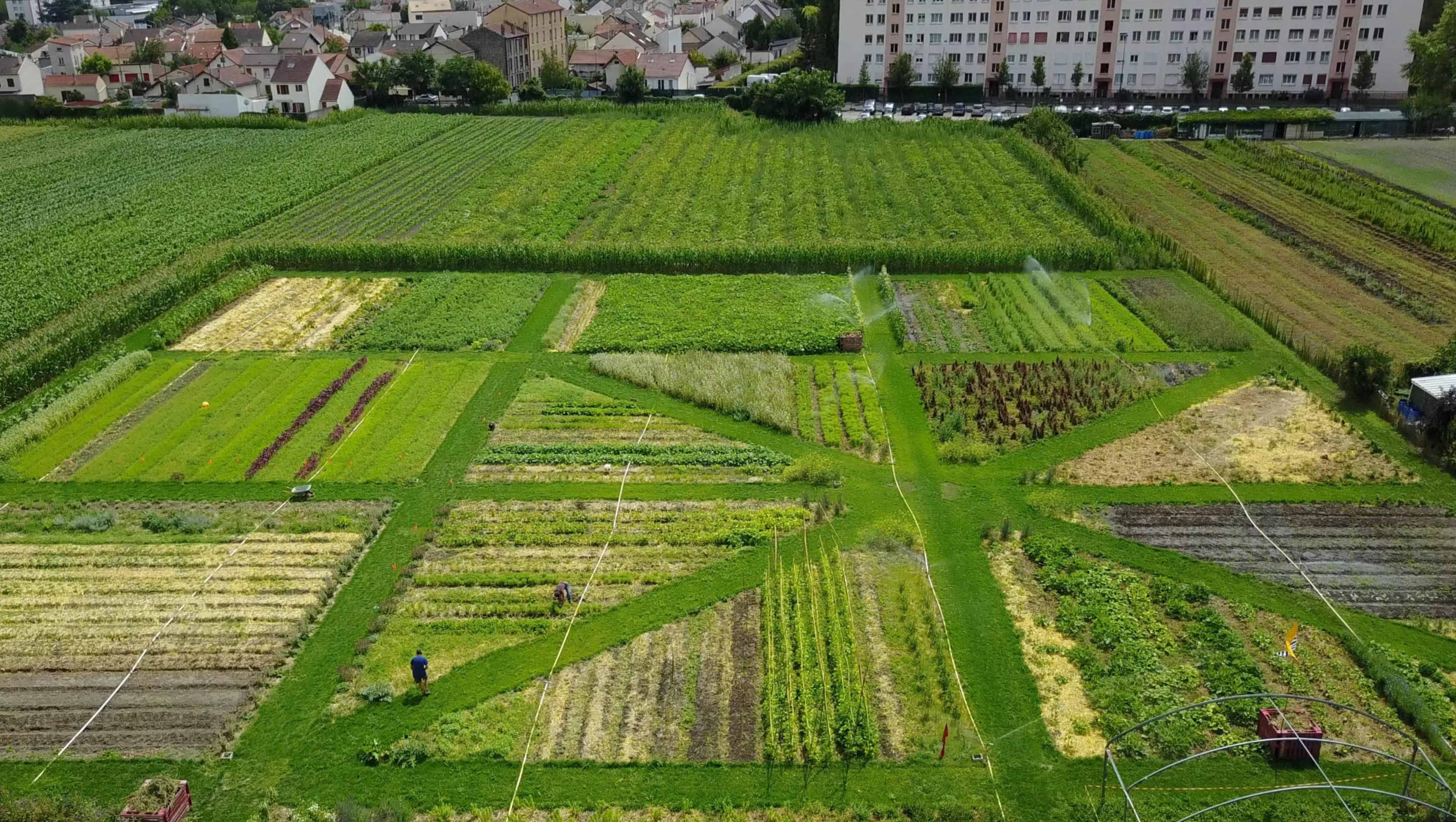 lieu urbain, ferme urbaine, permaculture, serre Image dans , SAINT DENIS, 