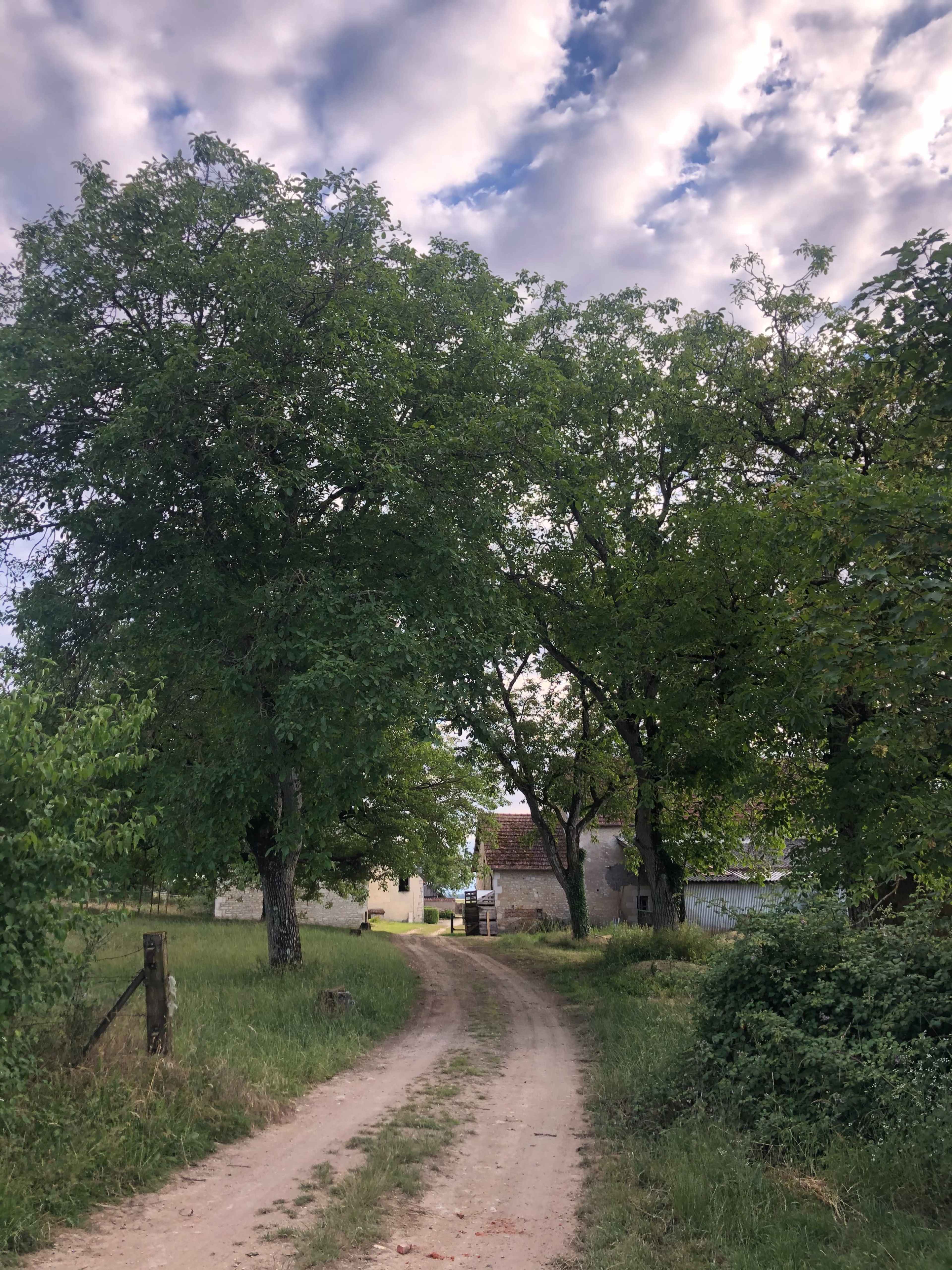 A dirt path winds through trees leading to a house in a rural setting.