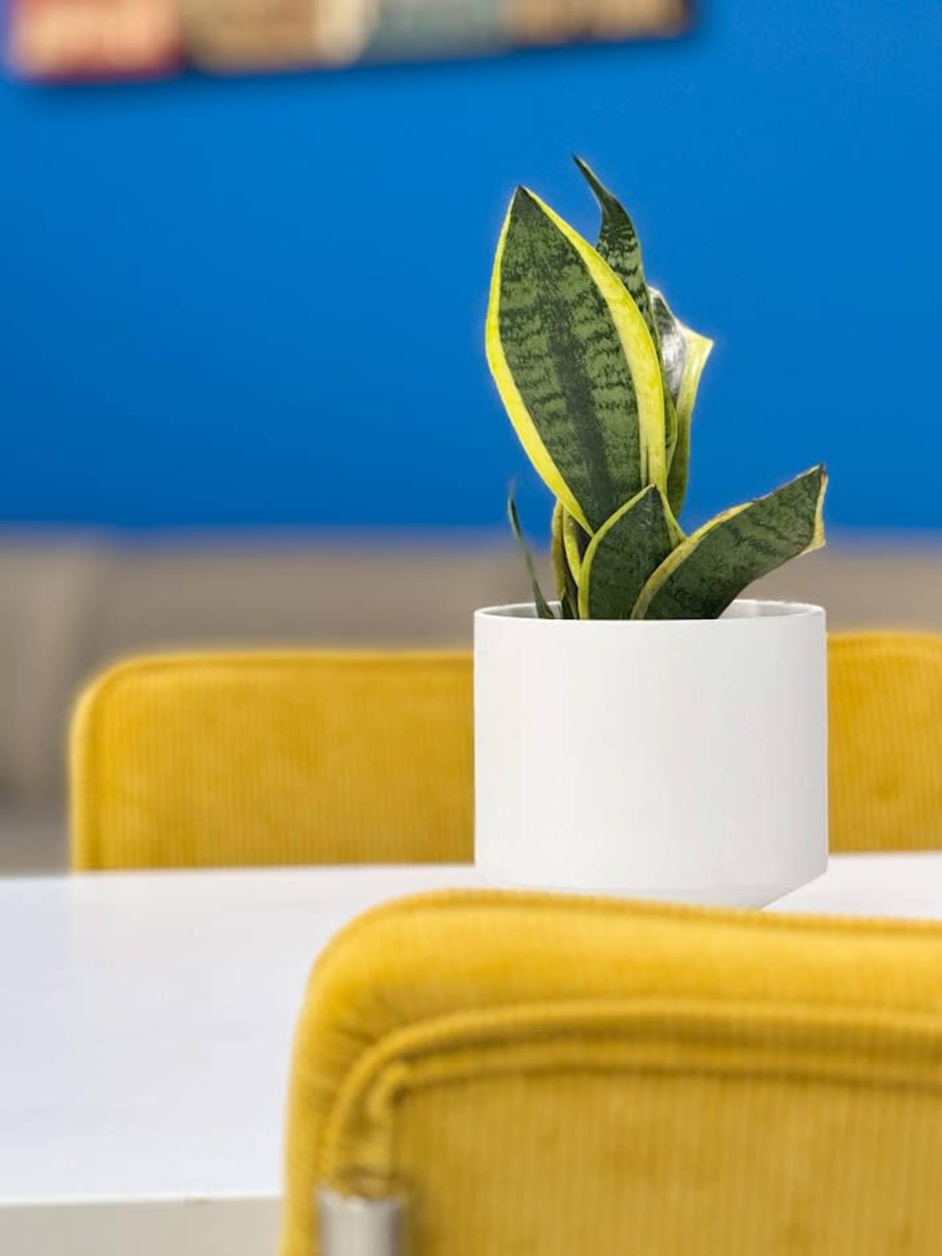 A potted snake plant sits on a white table with yellow chairs in a room featuring a blue wall.