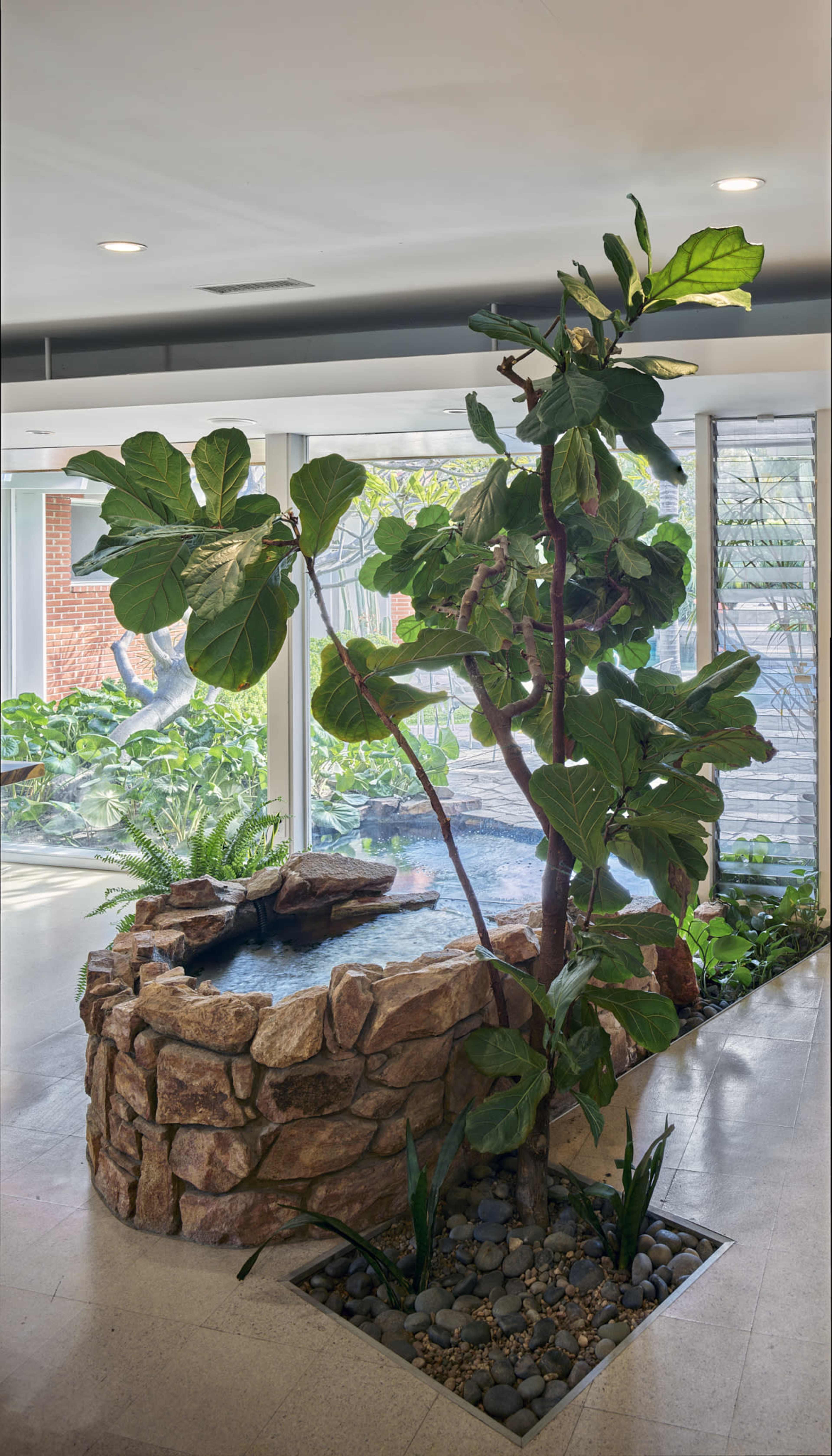 The image shows a small indoor pond surrounded by a stone wall and a large leafy plant.