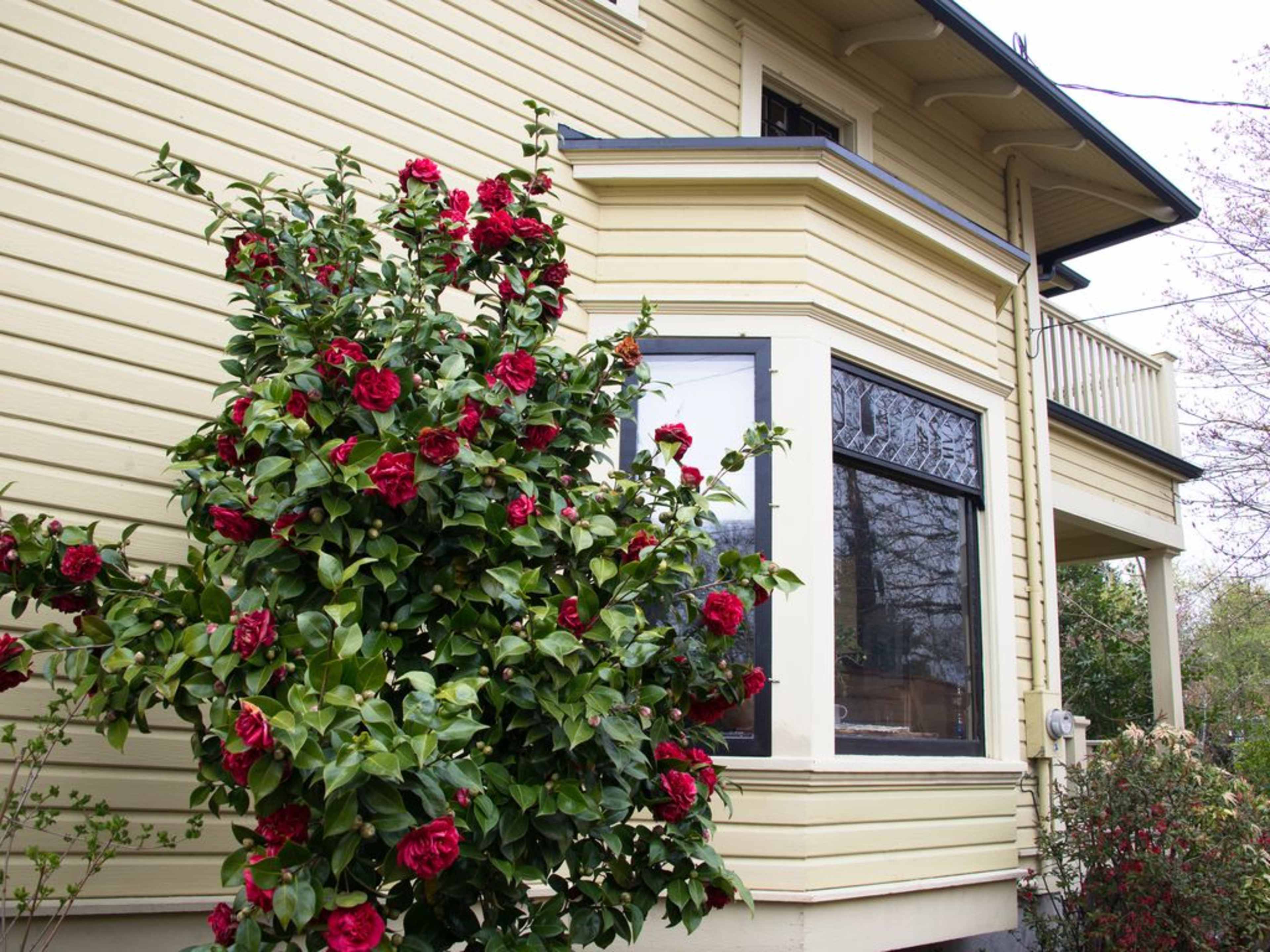 A bright yellow house with a flowering bush of red camellias near a large window.