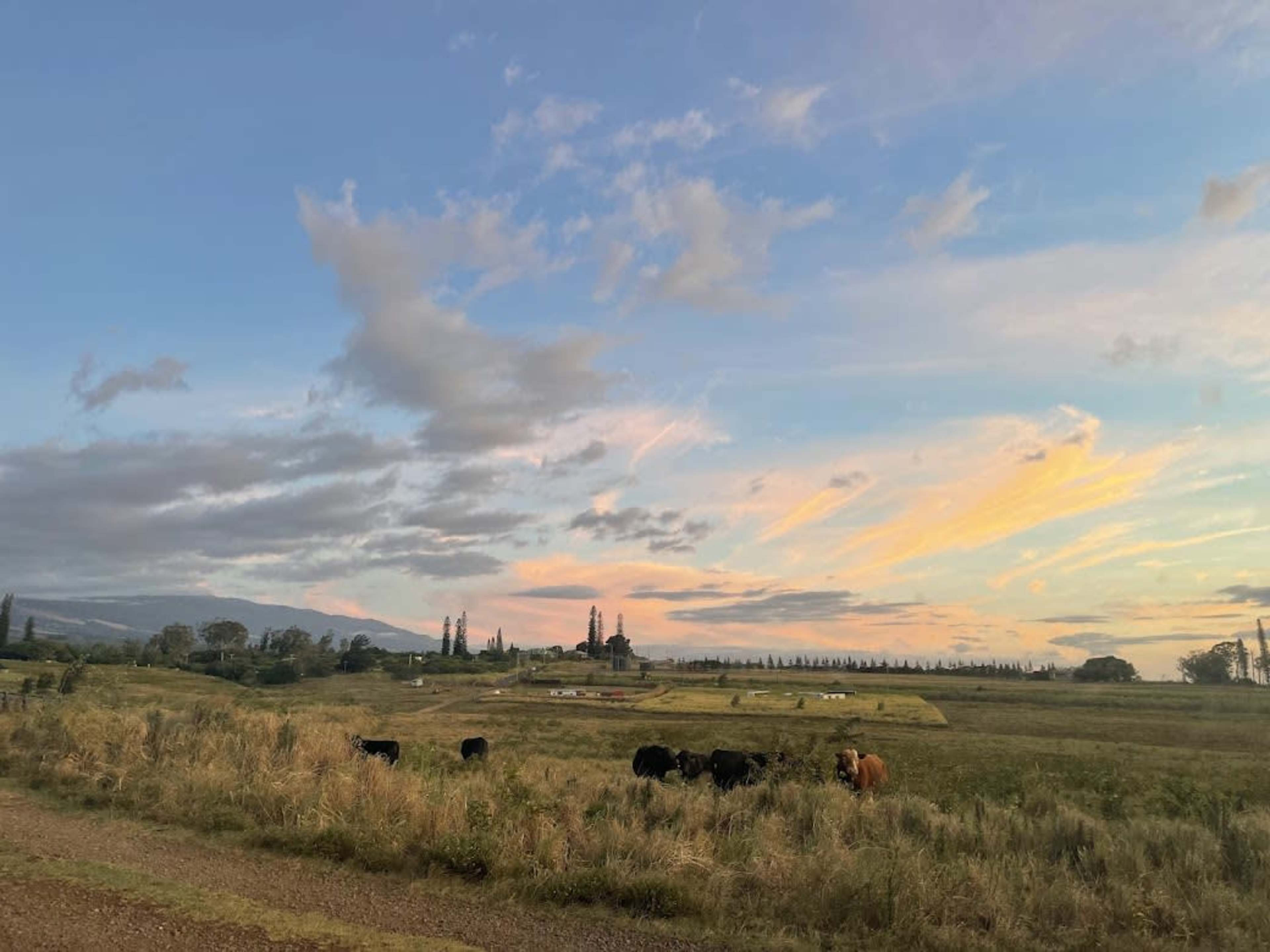 Cows graze in a field beneath a colorful sky at sunset, with a distant building and trees on the horizon.