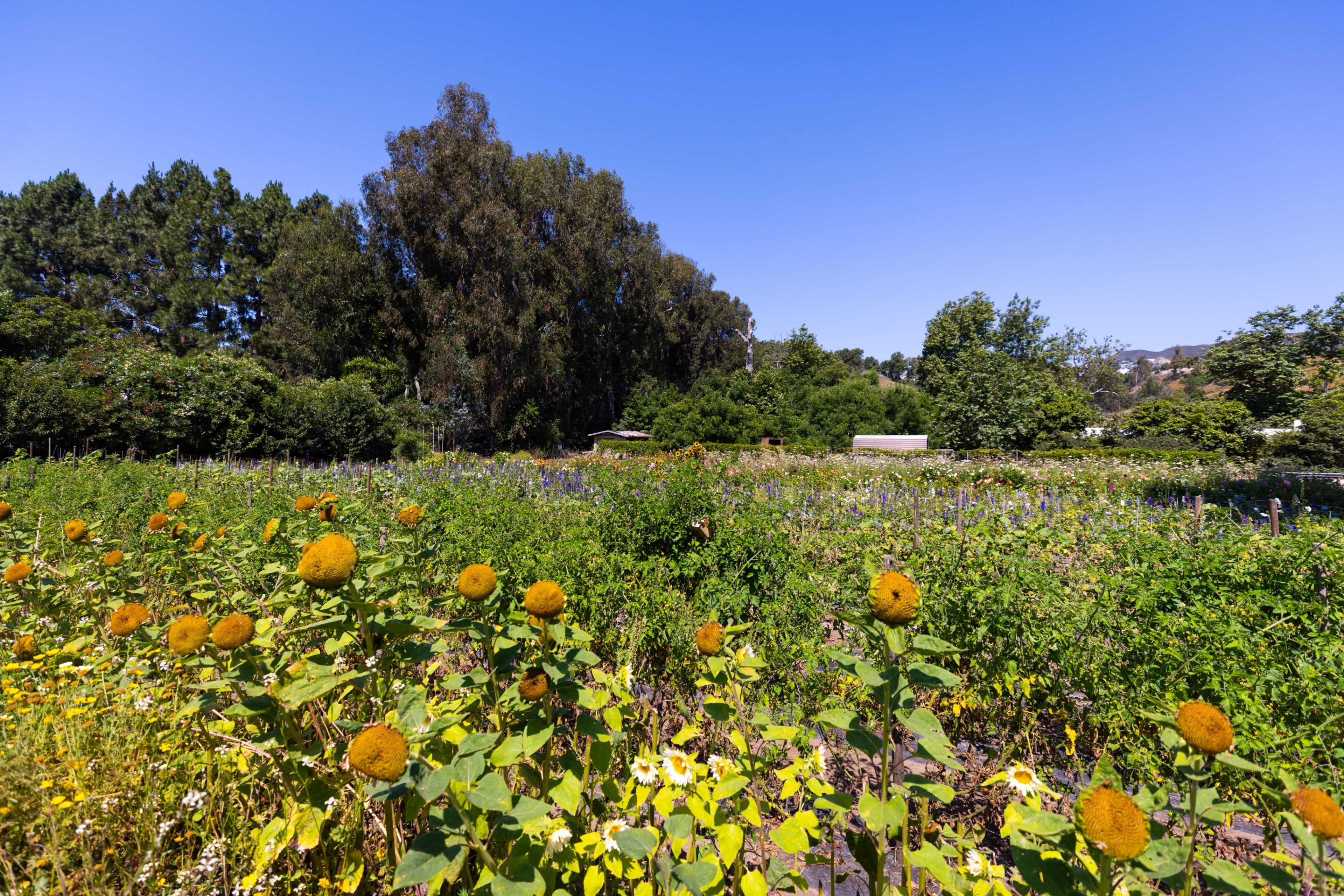 The image shows a vibrant farm landscape featuring blooming sunflowers in the foreground and lush greenery with trees and buildings in the background under a clear blue sky.