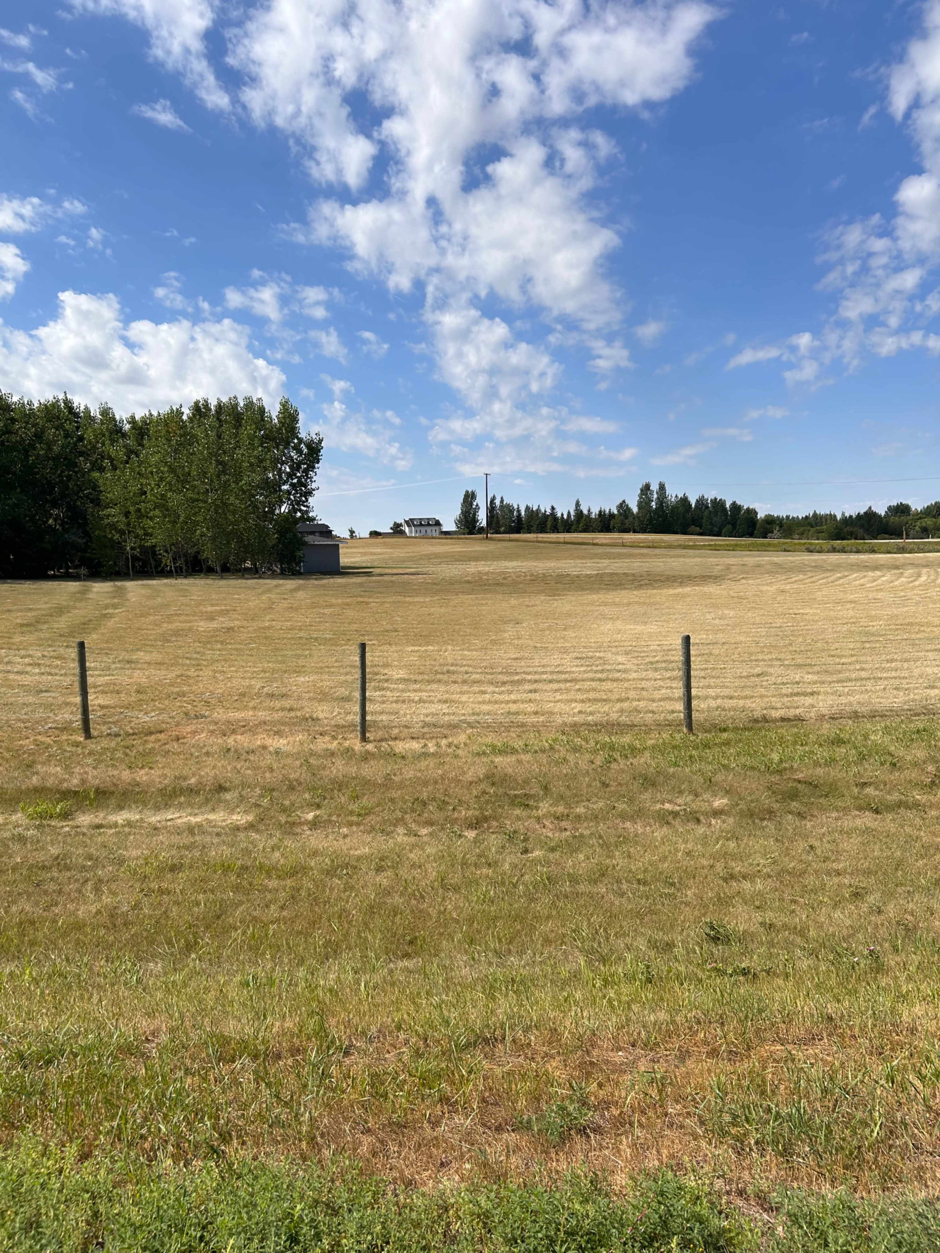 A grassy field stretches under a bright blue sky with scattered clouds, bordered by a line of trees and a fence.