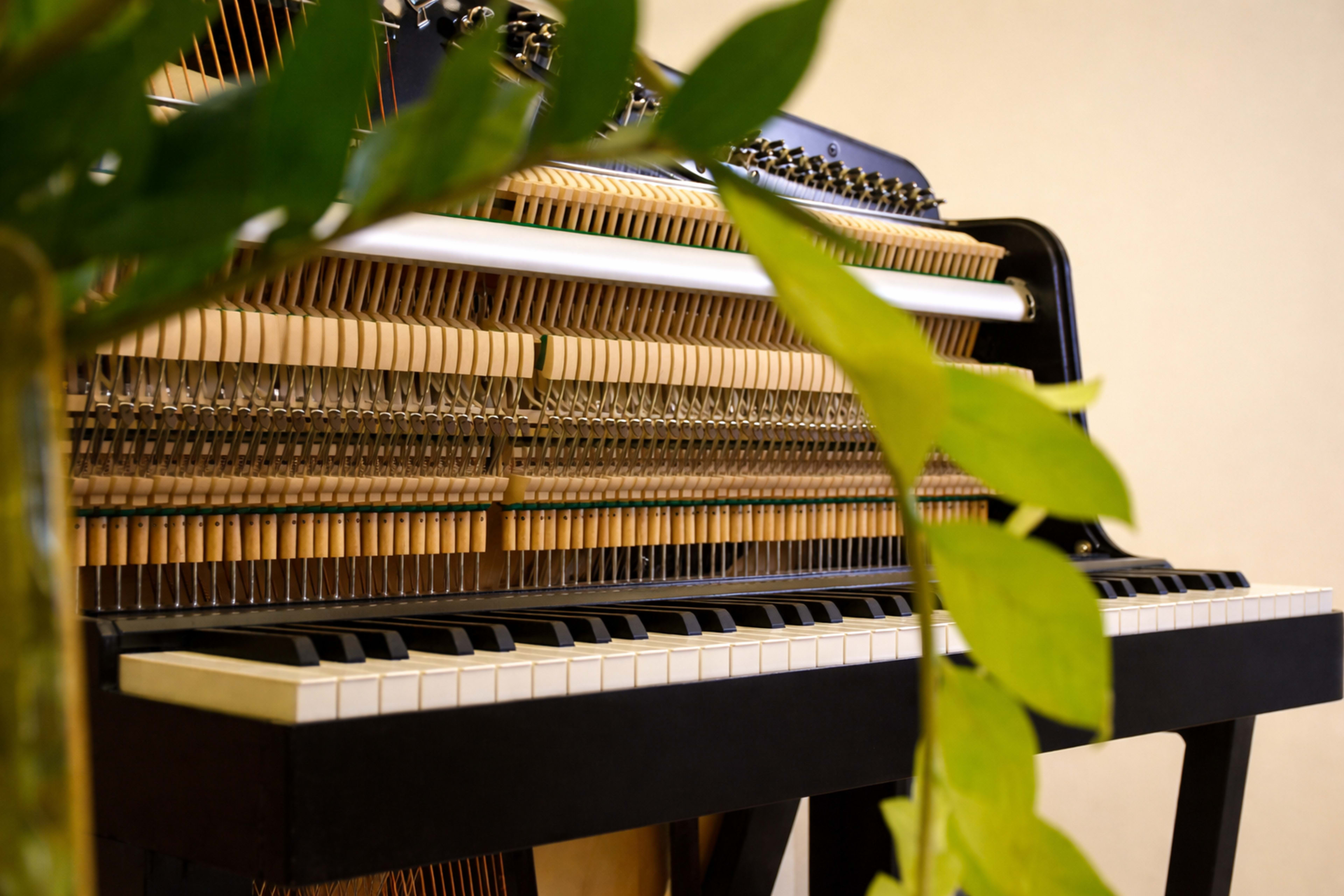 A close-up view of an upright piano is partially obscured by green leaves in the foreground.