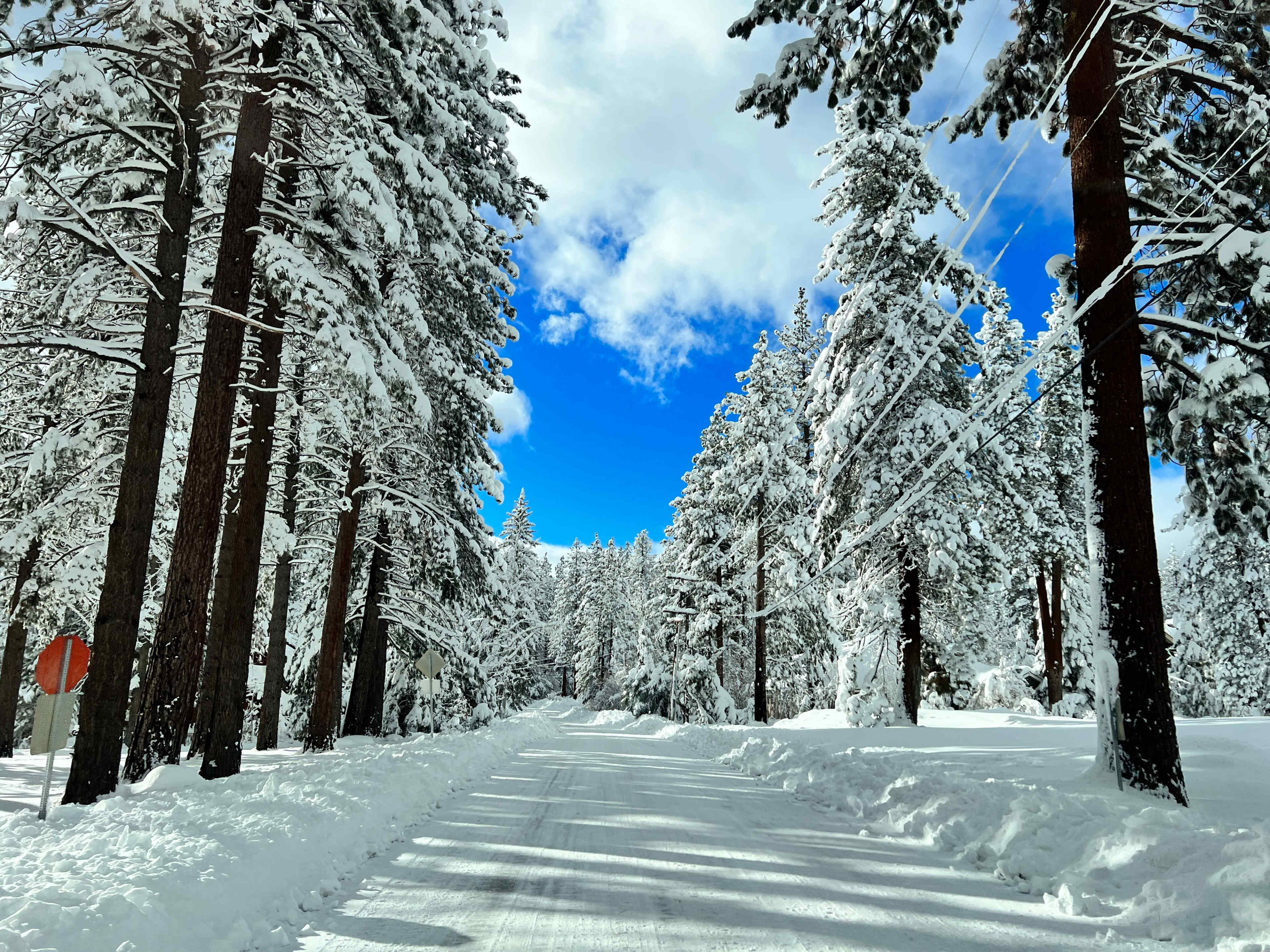 A snowy road is lined with tall pine trees on either side, beneath a partly cloudy blue sky.