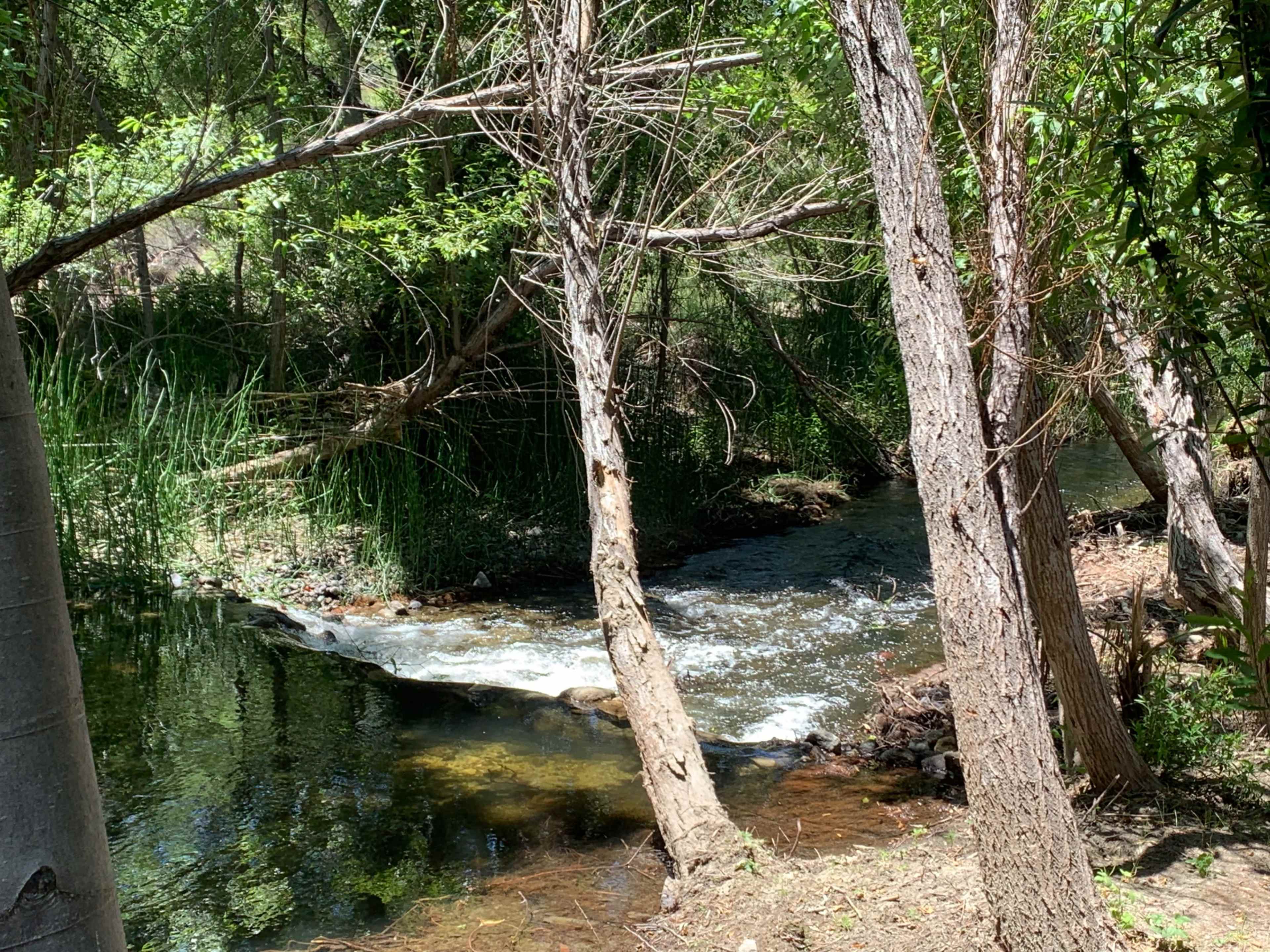 A small stream flows through a wooded area, with sunlight filtering through the trees and reflecting off the water.