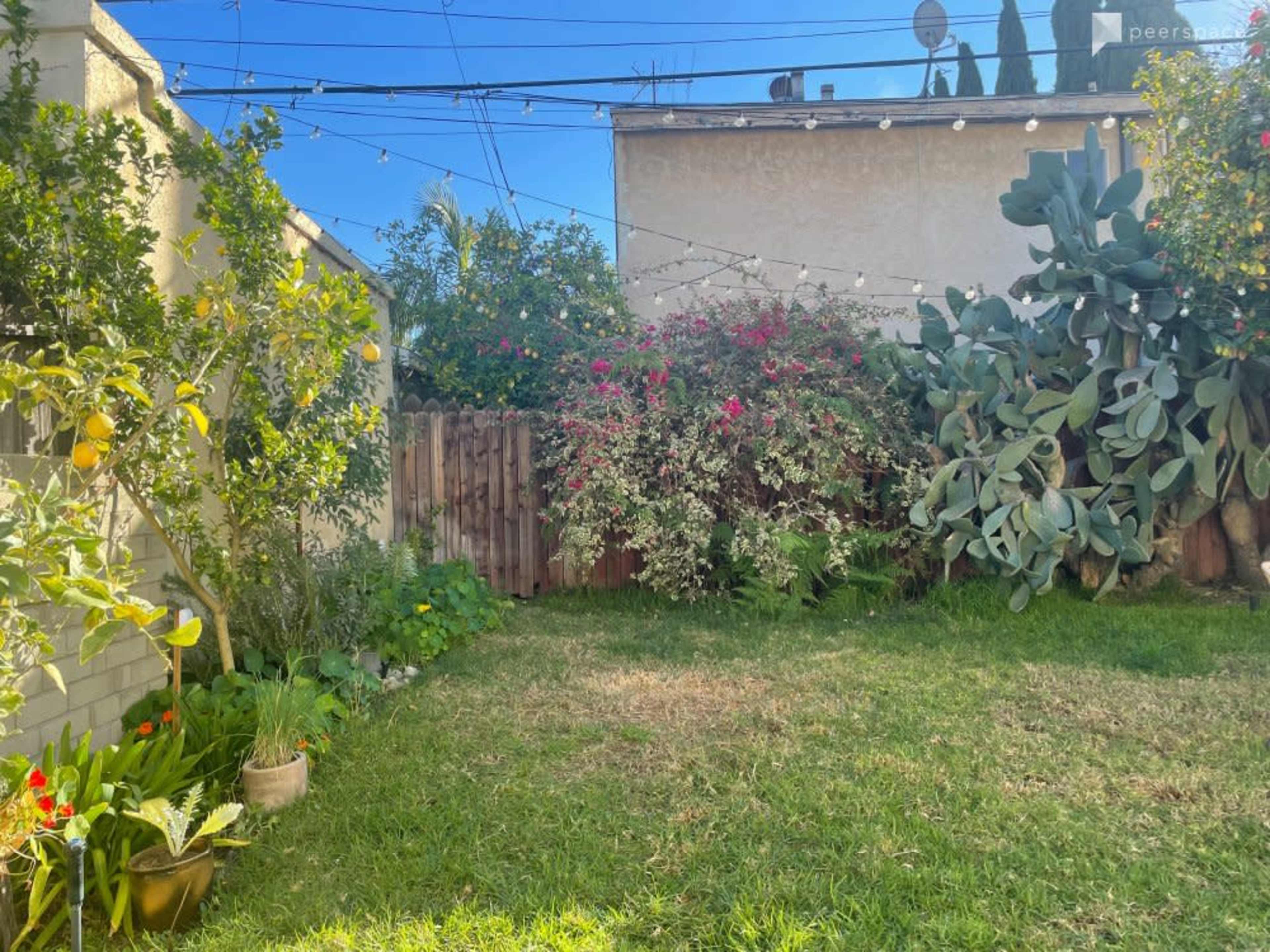 The image shows a backyard garden with lush greenery, flowering plants, and a wooden fence in the background.