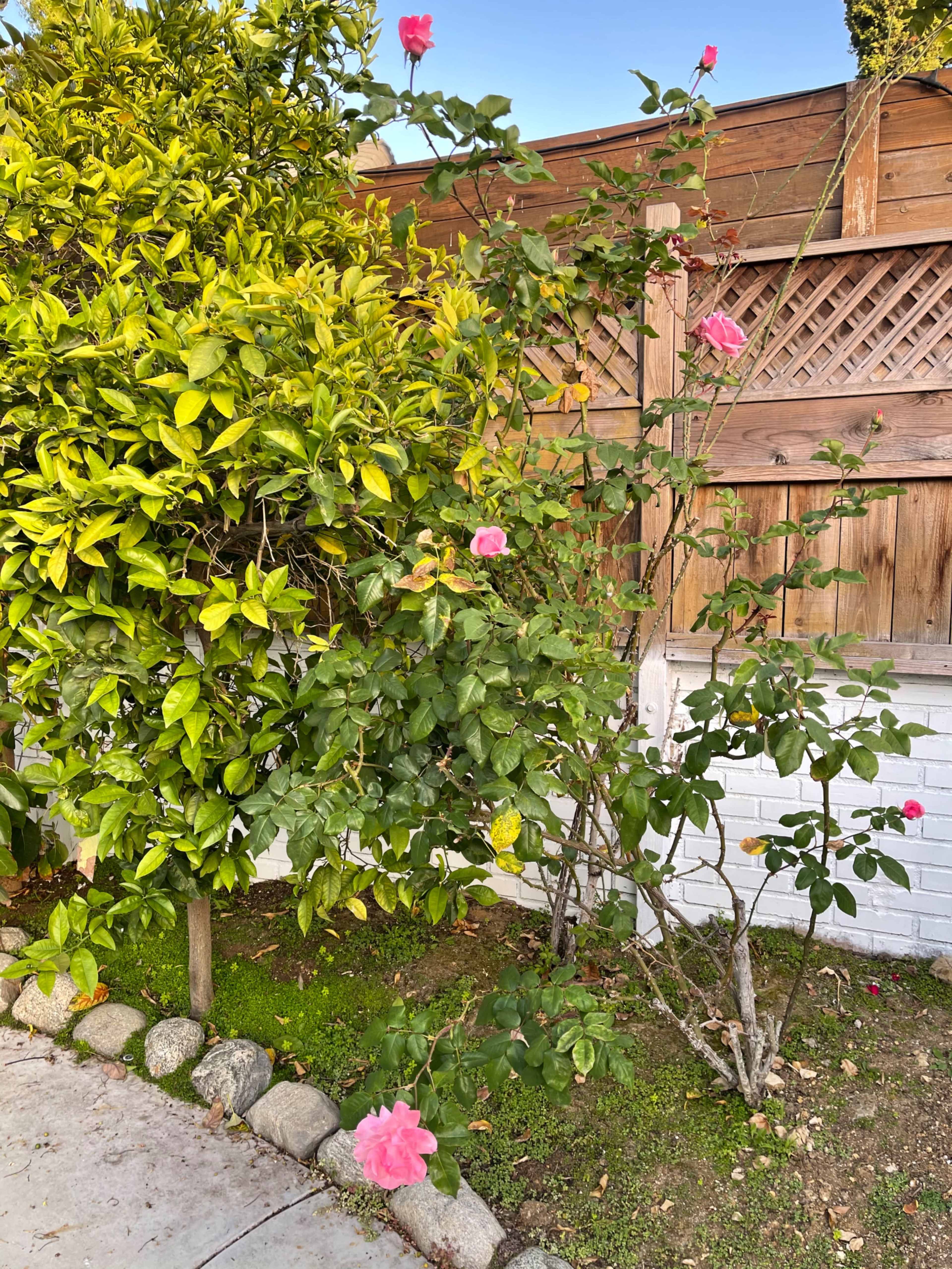 A flowering rose bush grows alongside a wooden fence, surrounded by green foliage.