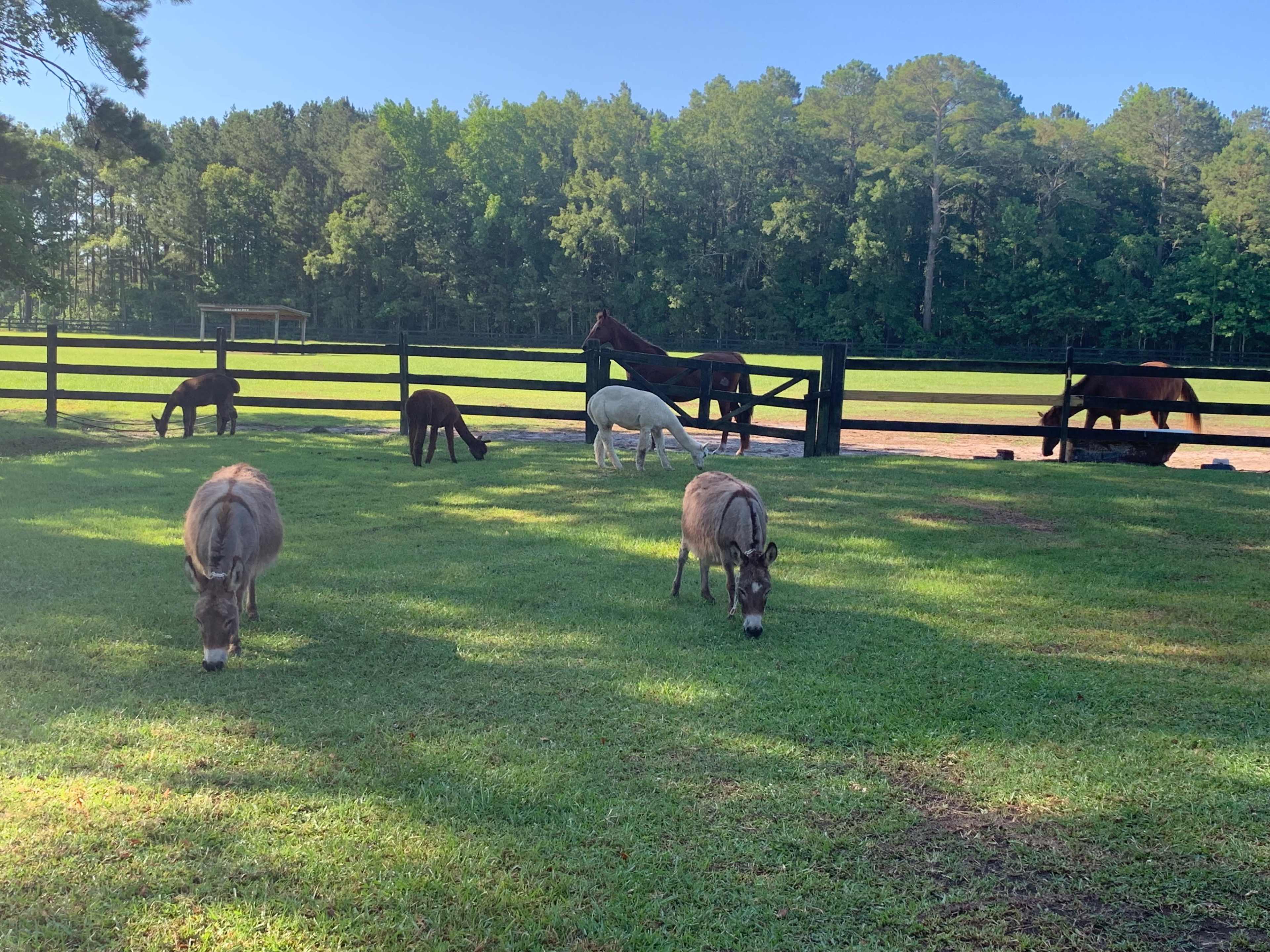 Several horses and two donkeys grazing on a green lawn enclosed by a black wooden fence.