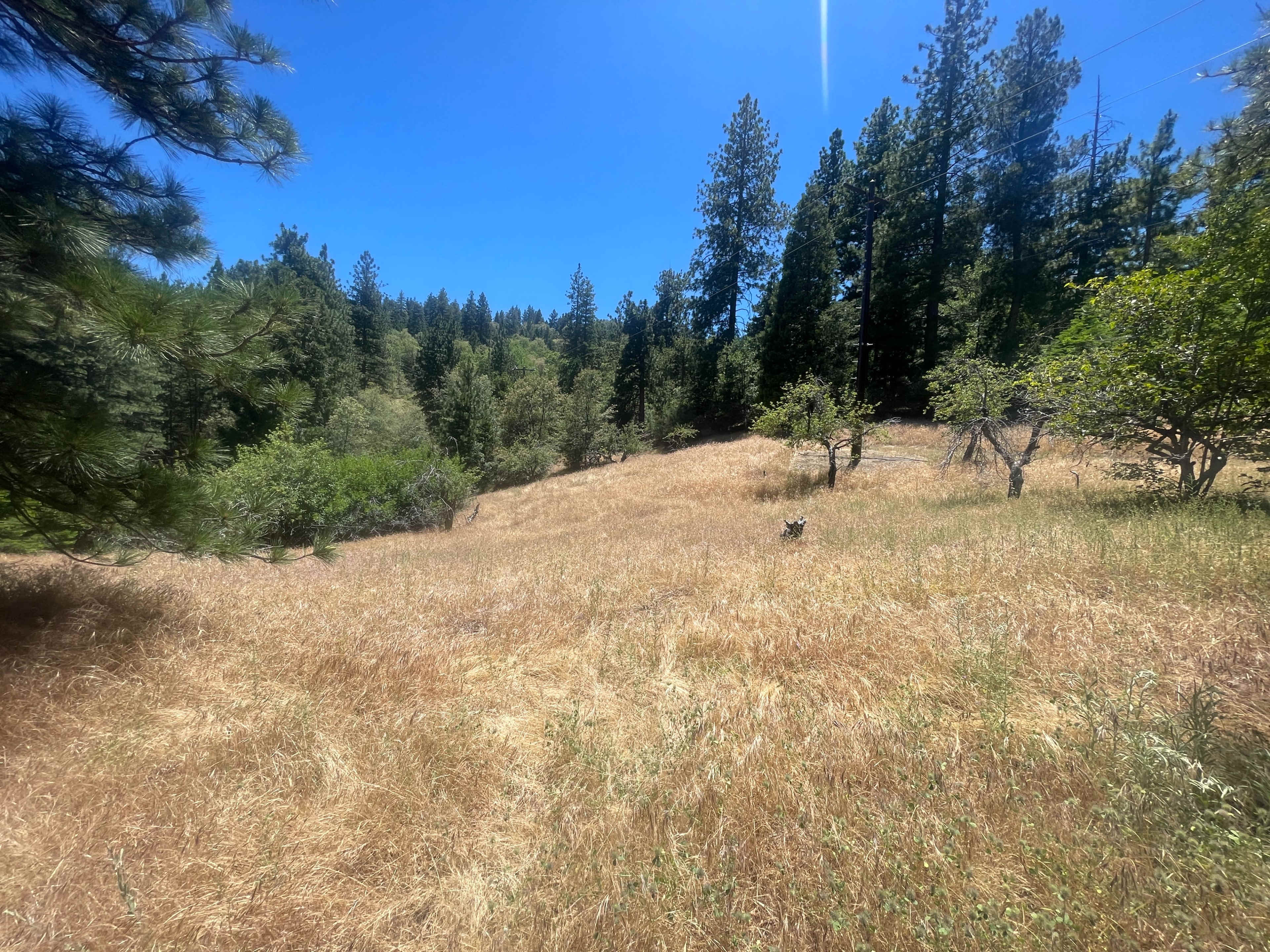 A grassy, sunlit meadow surrounded by tall trees and shrubs.