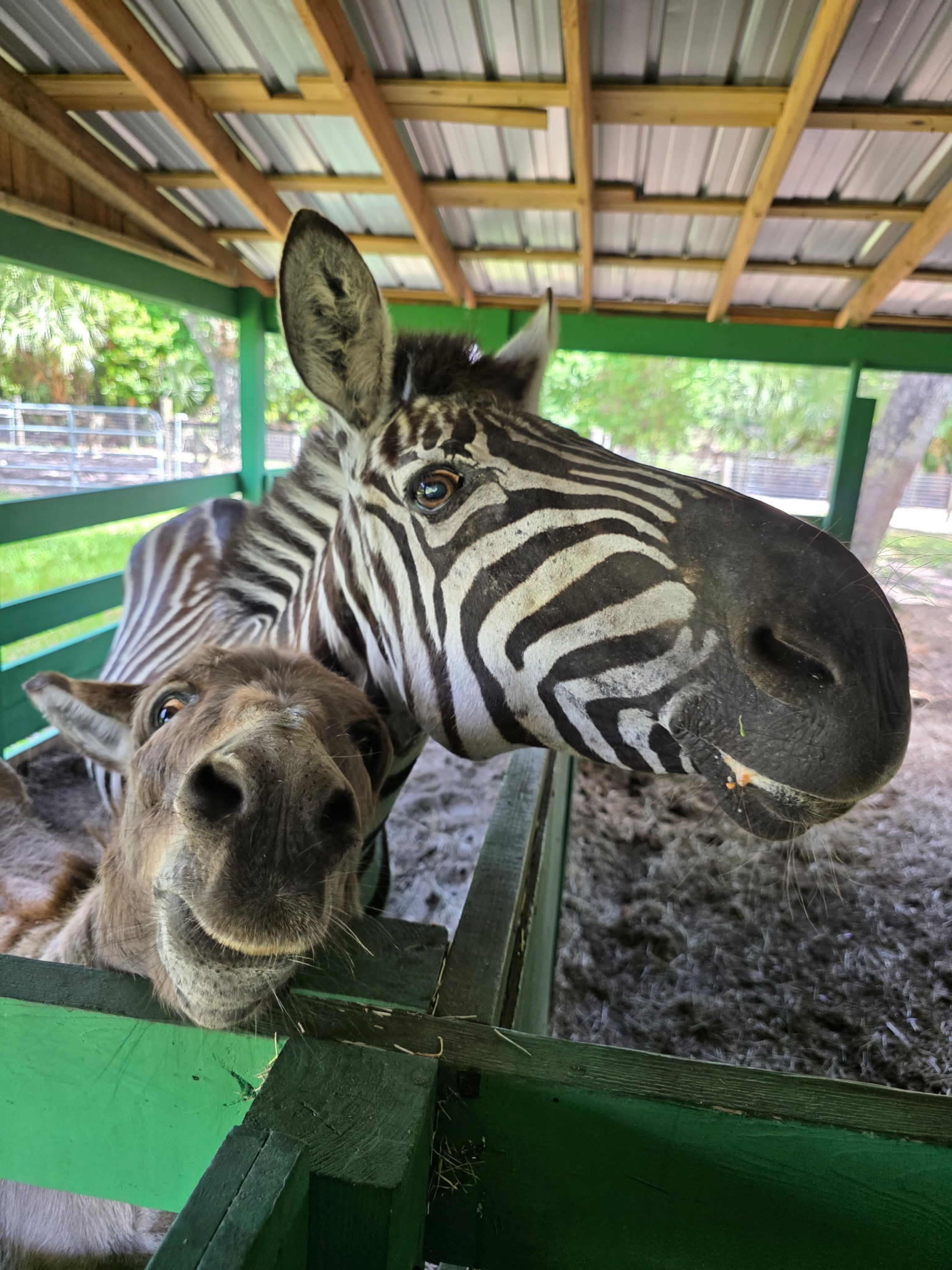 A zebra and a horse are standing close together in a pen beneath a roof.