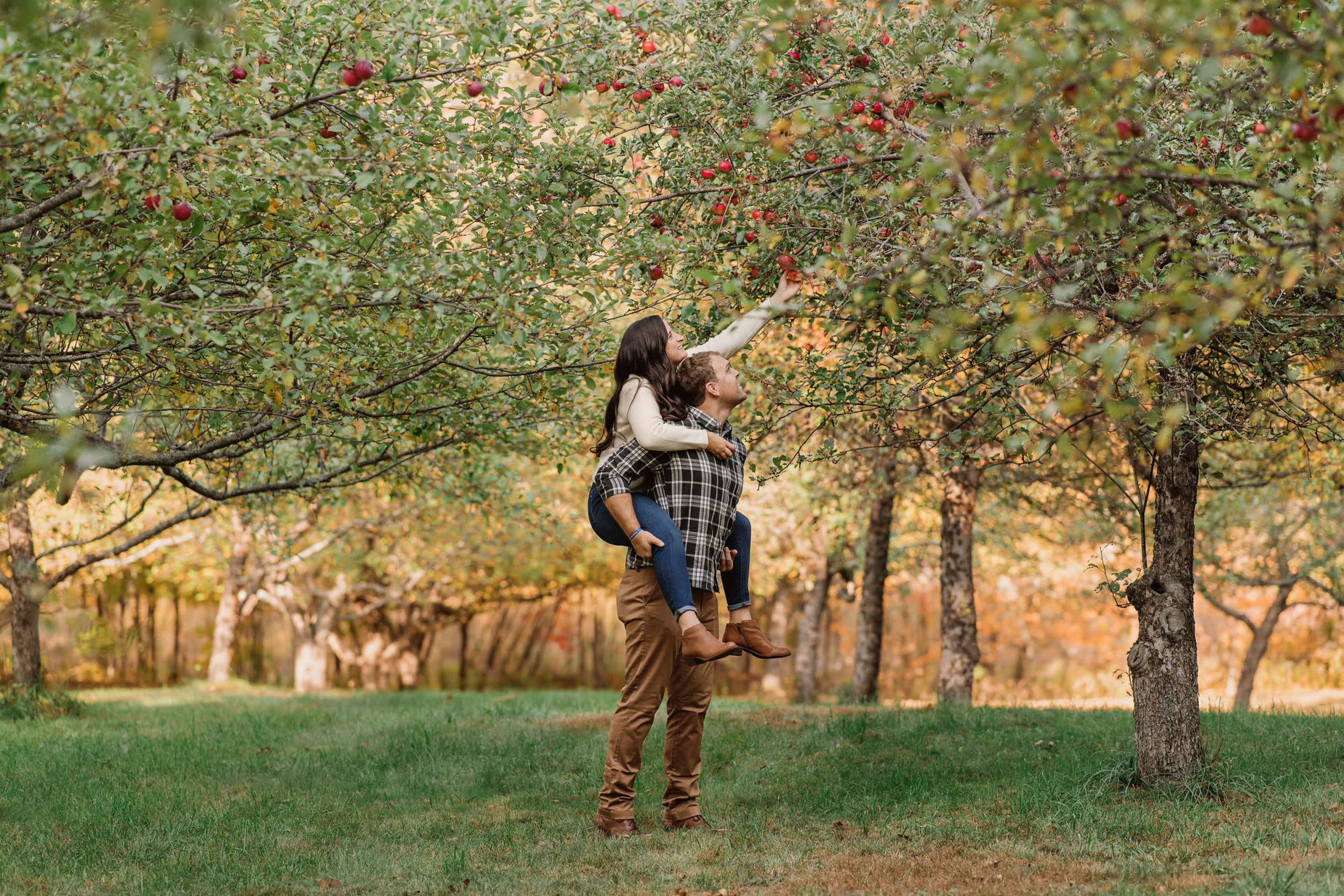 A man lifts a woman on his shoulders as she reaches for apples on a tree in an orchard.