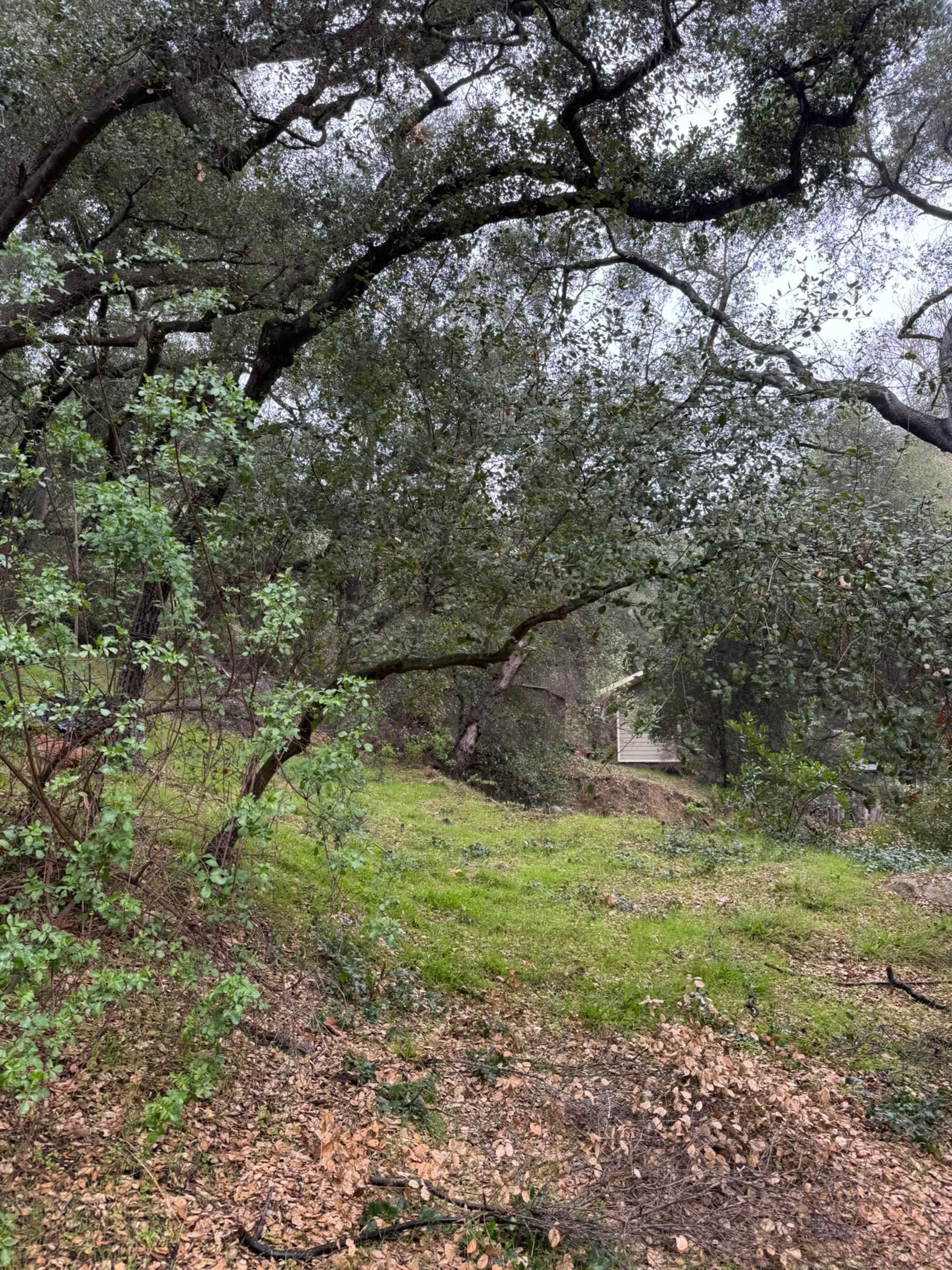 A forested area features dense trees and a patch of green grass scattered with fallen leaves.