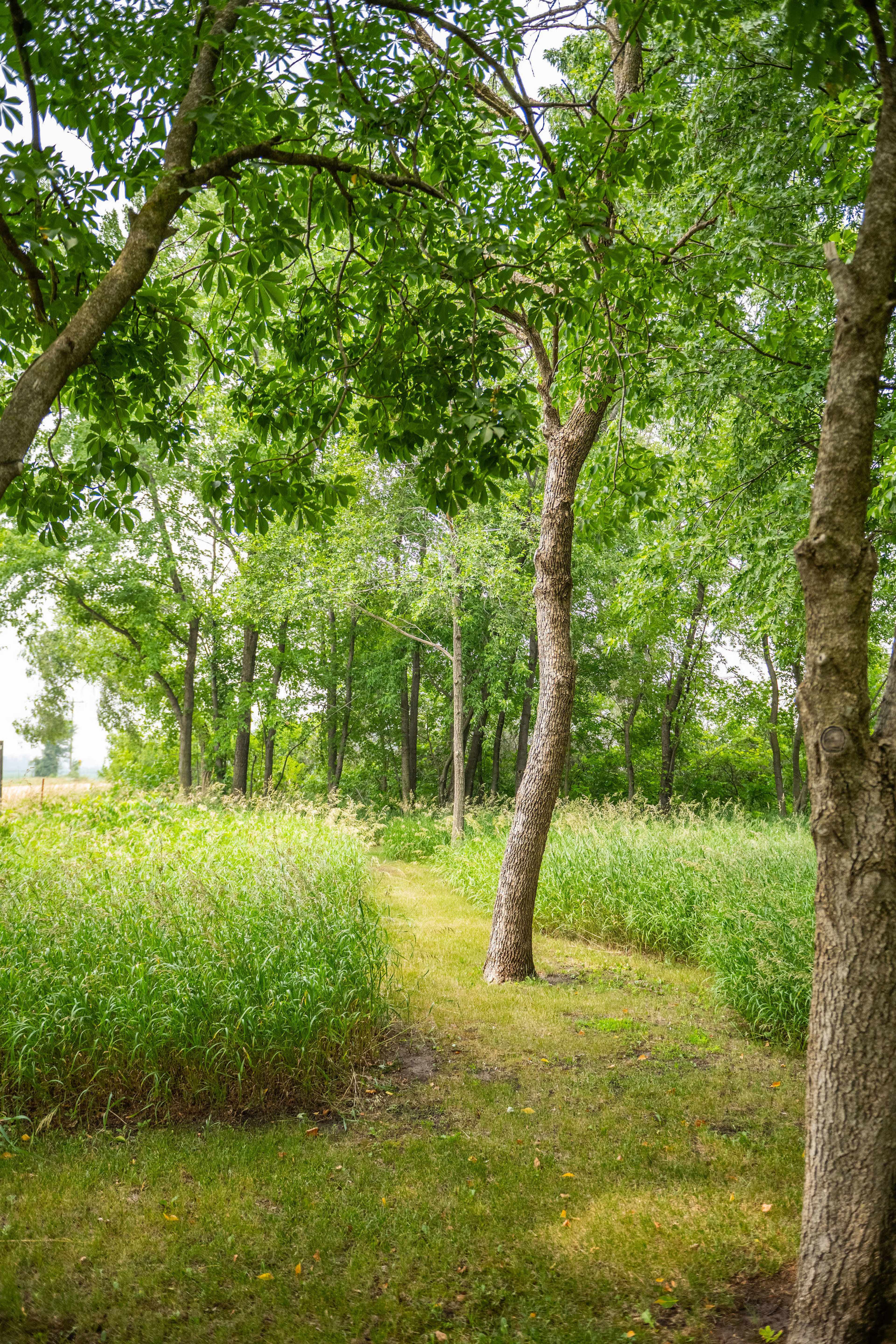 A tree-lined path winds through a field of tall grasses and dense foliage.