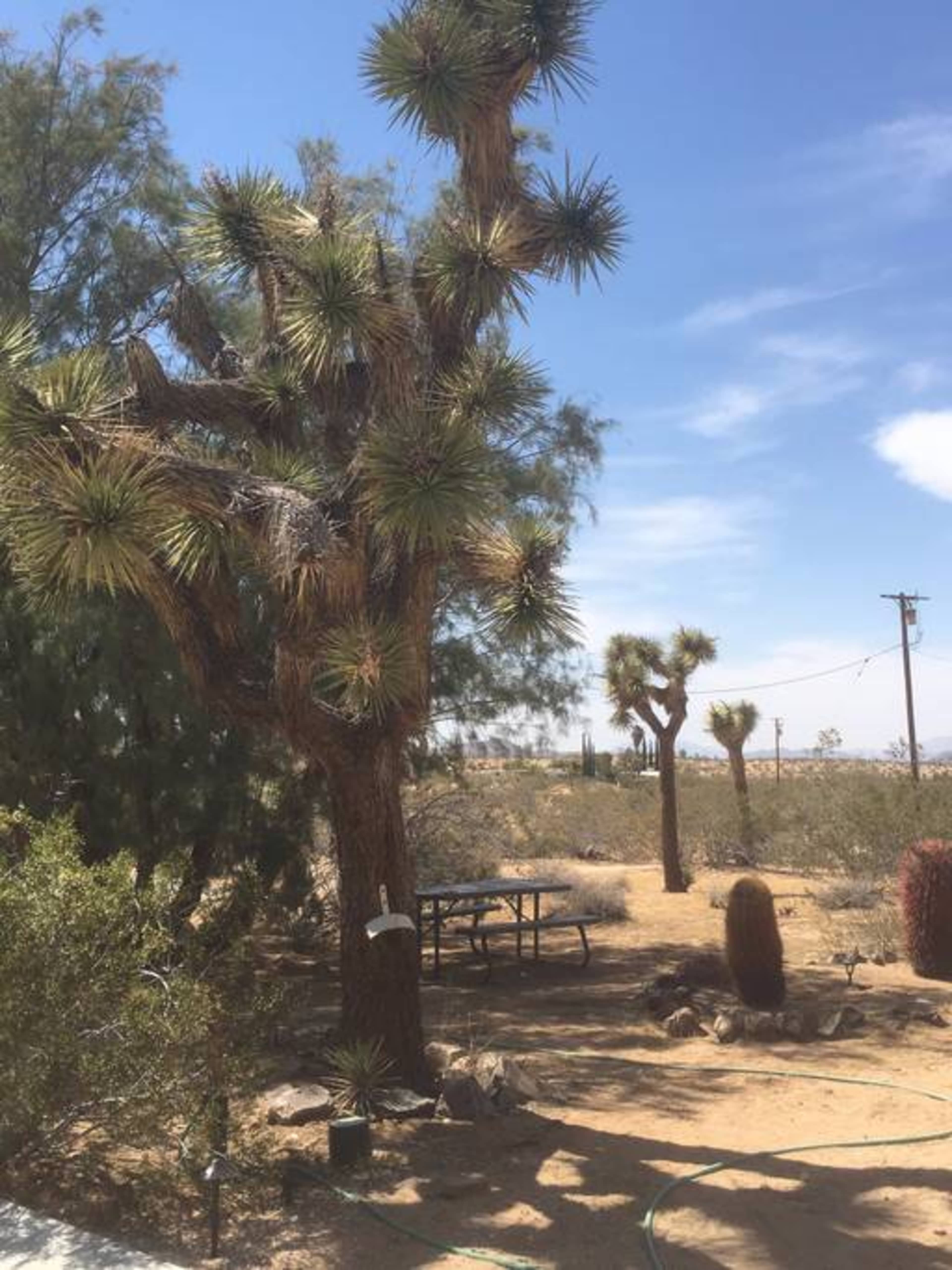 A desert landscape featuring several Joshua trees, a picnic table, and sparse vegetation under a clear blue sky.