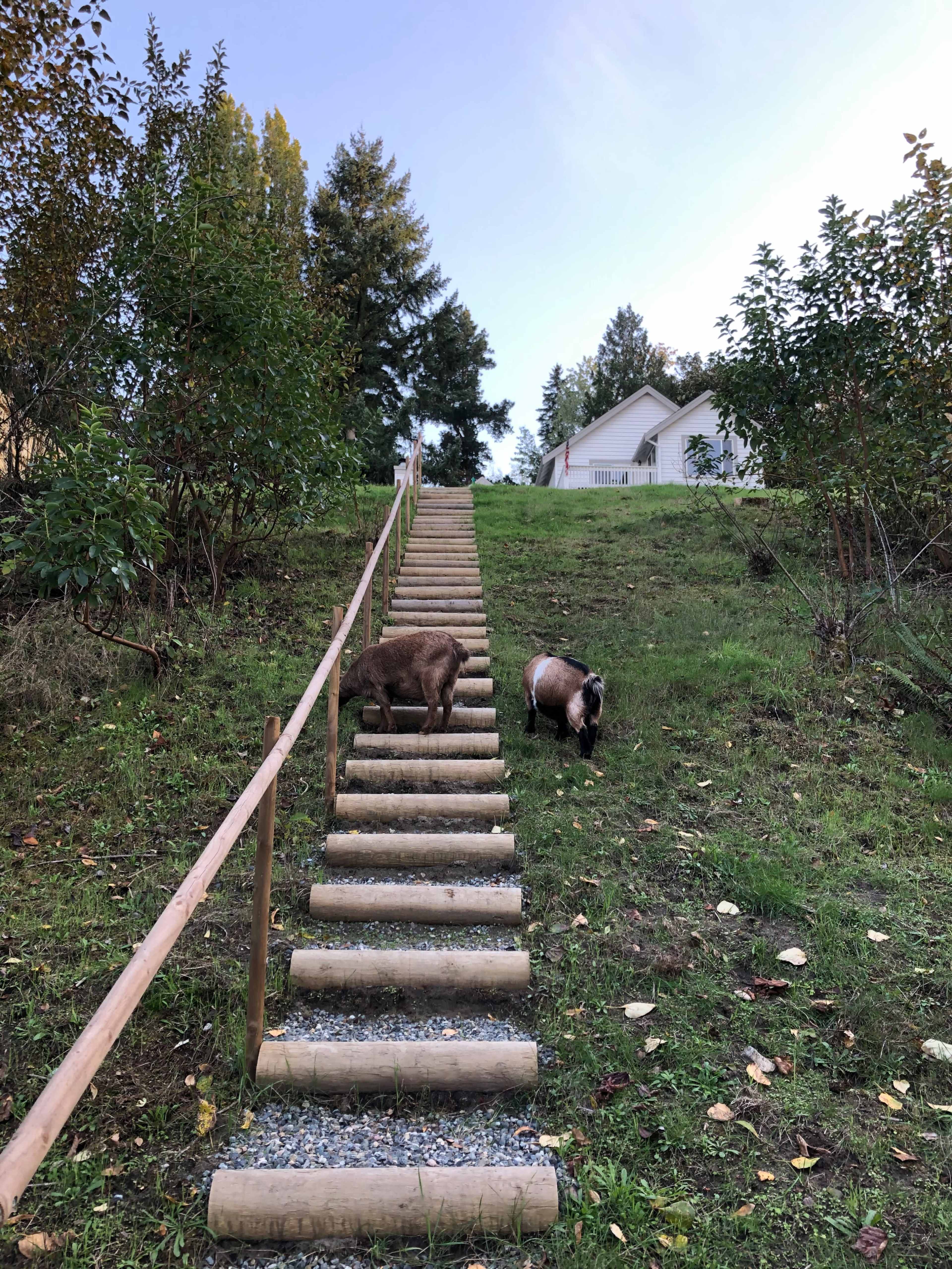 Large Outdoor Green Space with City Views - Must Love Goats! Image in Delridge, Seattle, WA