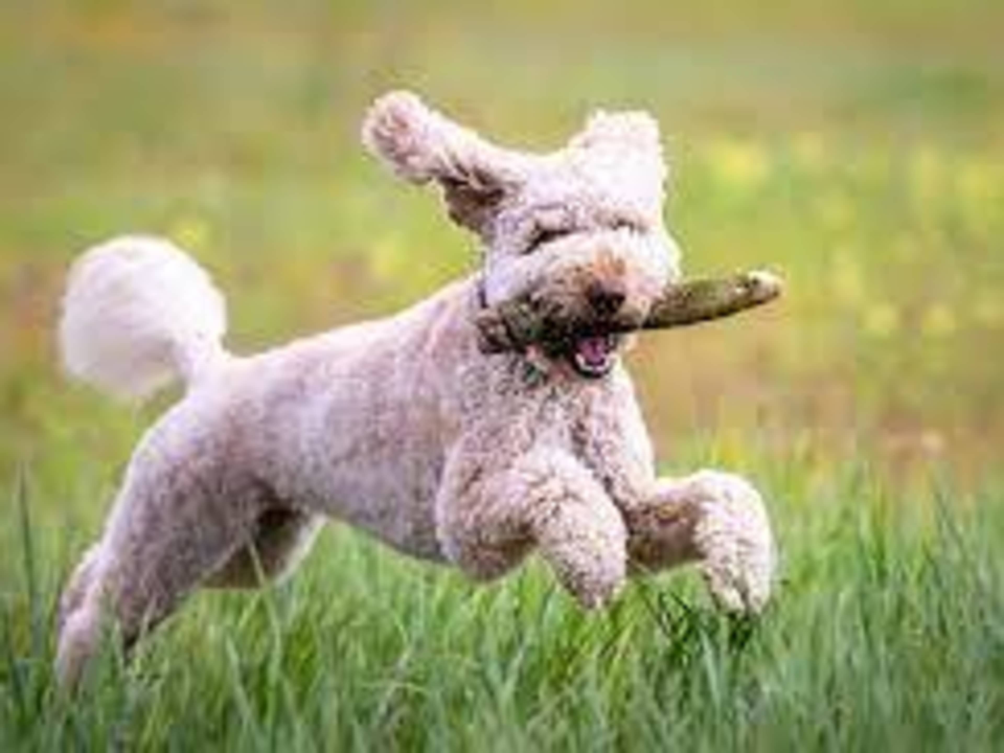 Dog Fee