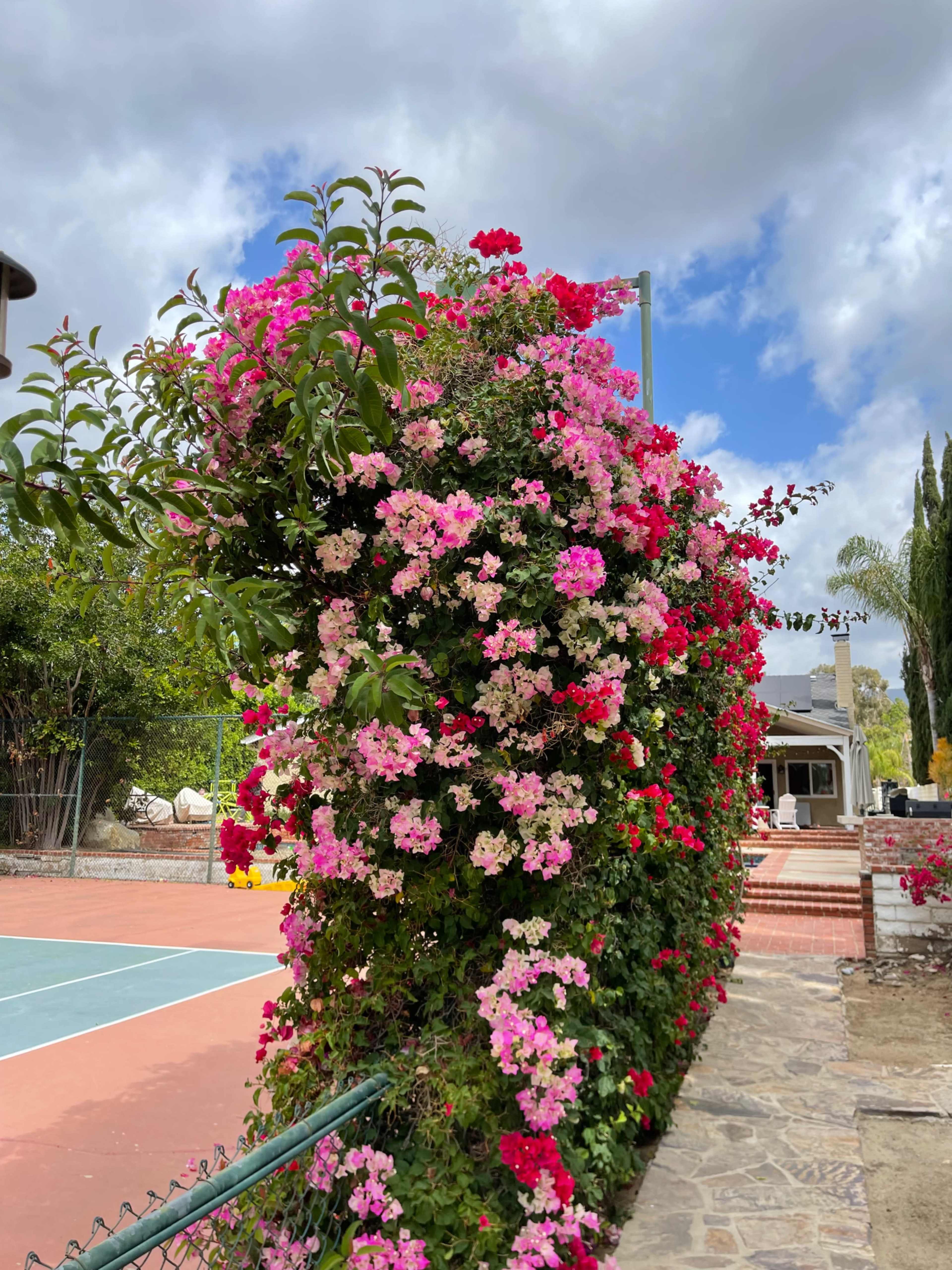 A vibrant wall of bougainvillea blooms in shades of pink and red surrounds a tennis court.