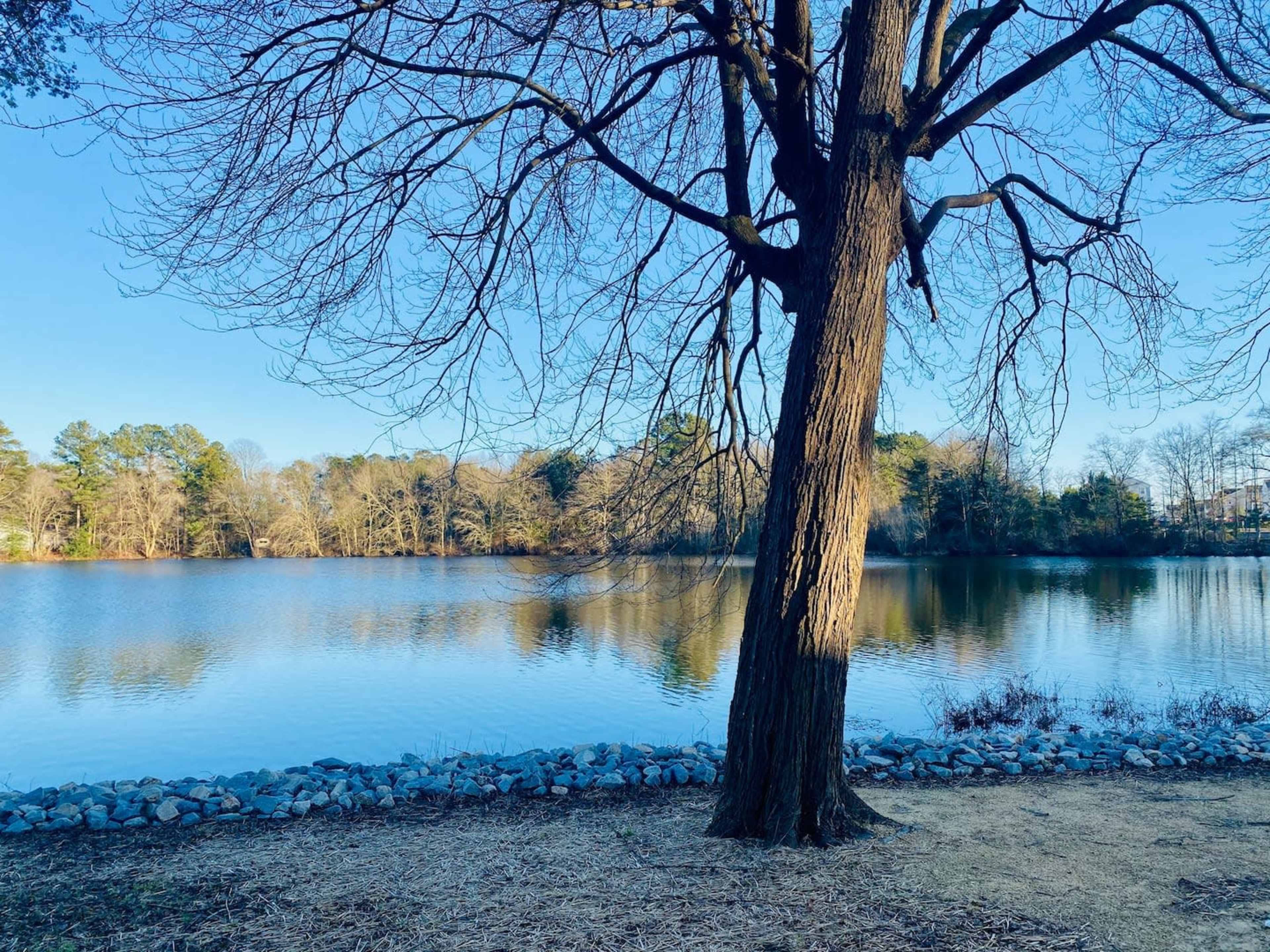 A bare tree stands by a calm lake surrounded by sparse trees and a rocky shoreline.
