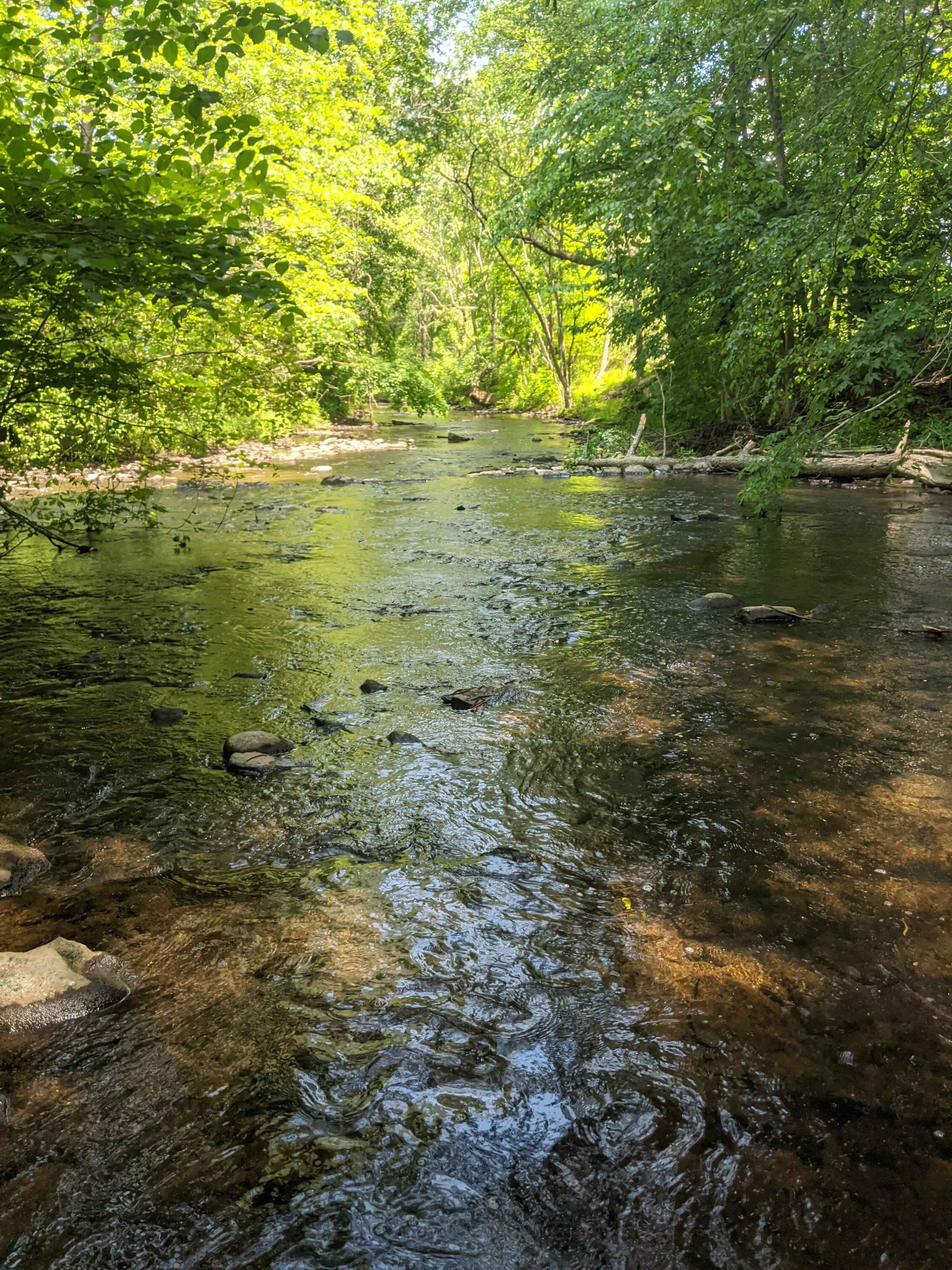 A flowing stream is surrounded by lush green trees and rocks along its banks.