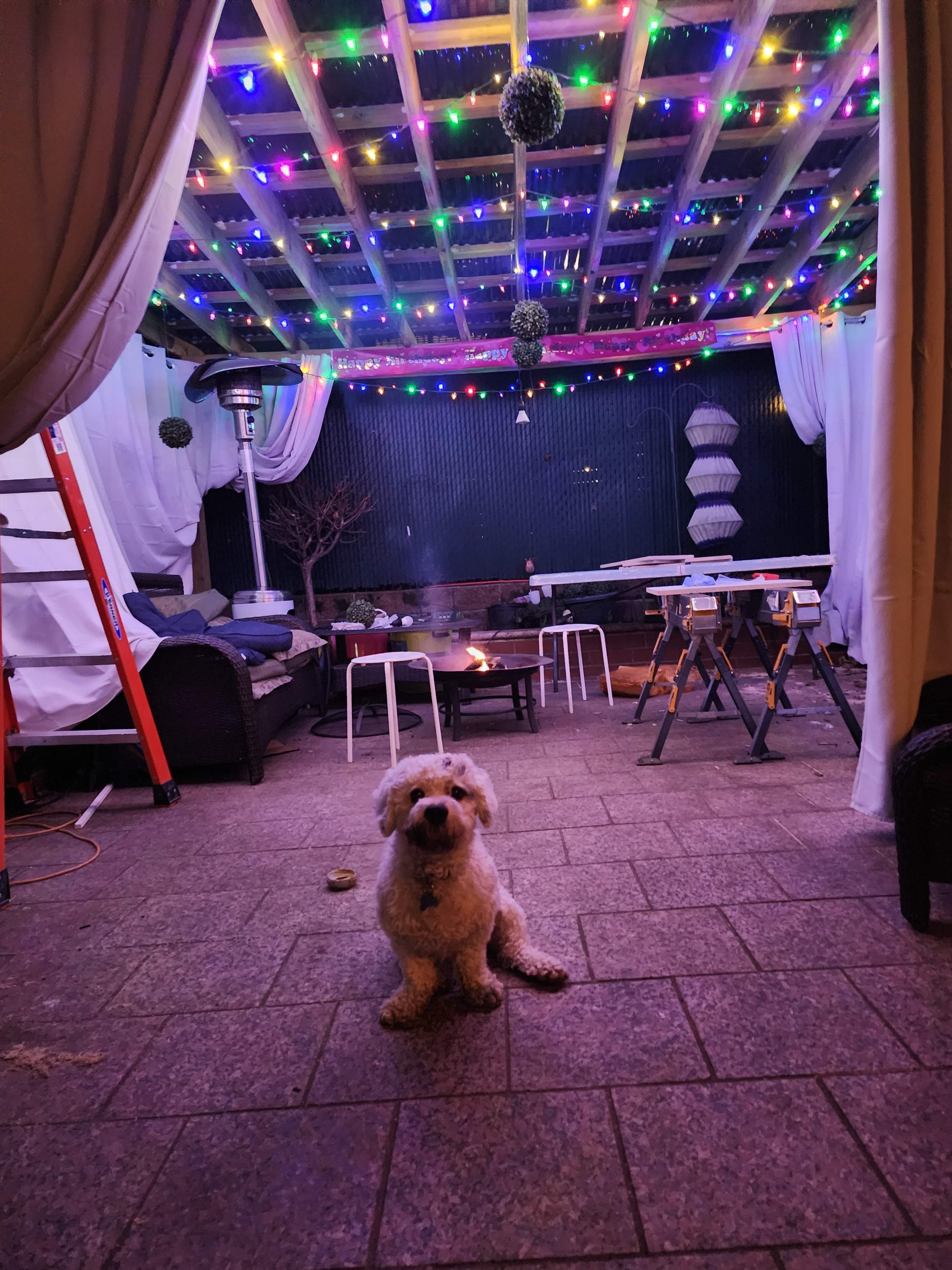 A small dog sits on a stone patio beneath a canopy decorated with colorful lights in a cozy outdoor space.