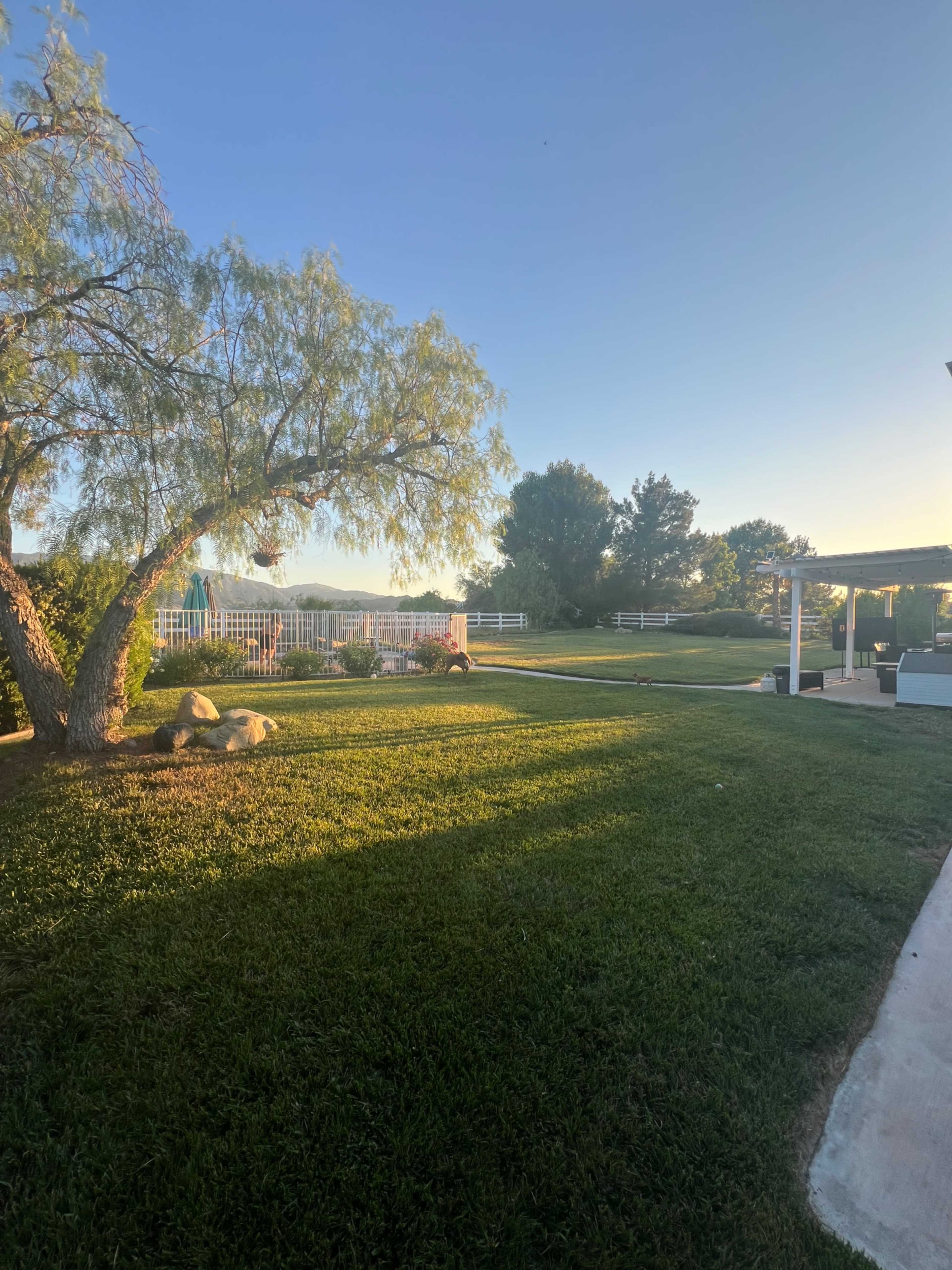 The image shows a grassy yard with a tree, a fence, and a clear sky in the background.