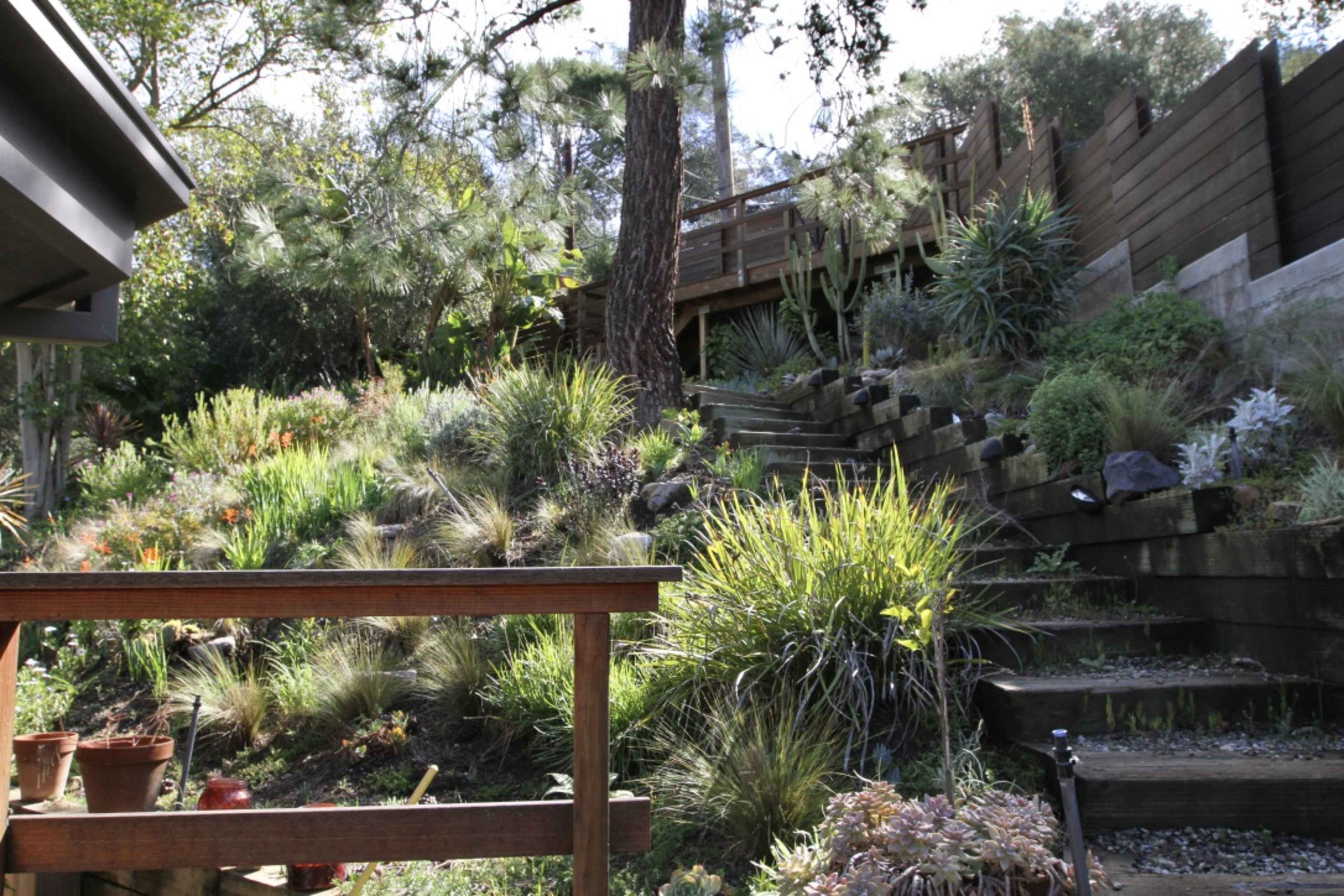 A landscaped garden with stone steps leading up to a wooden deck surrounded by various plants and trees.