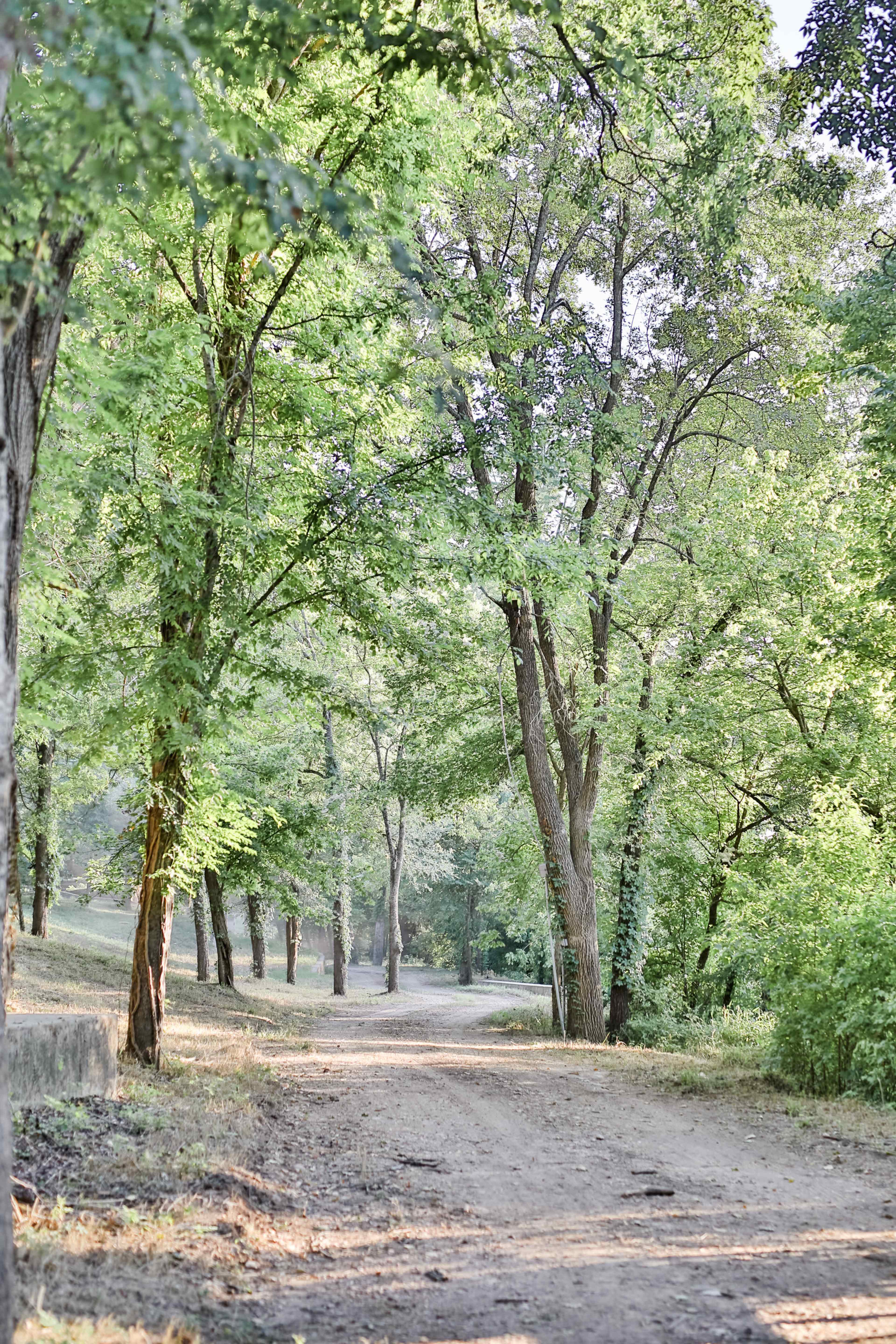 A dirt path winds through a wooded area lined with tall trees and dense greenery.