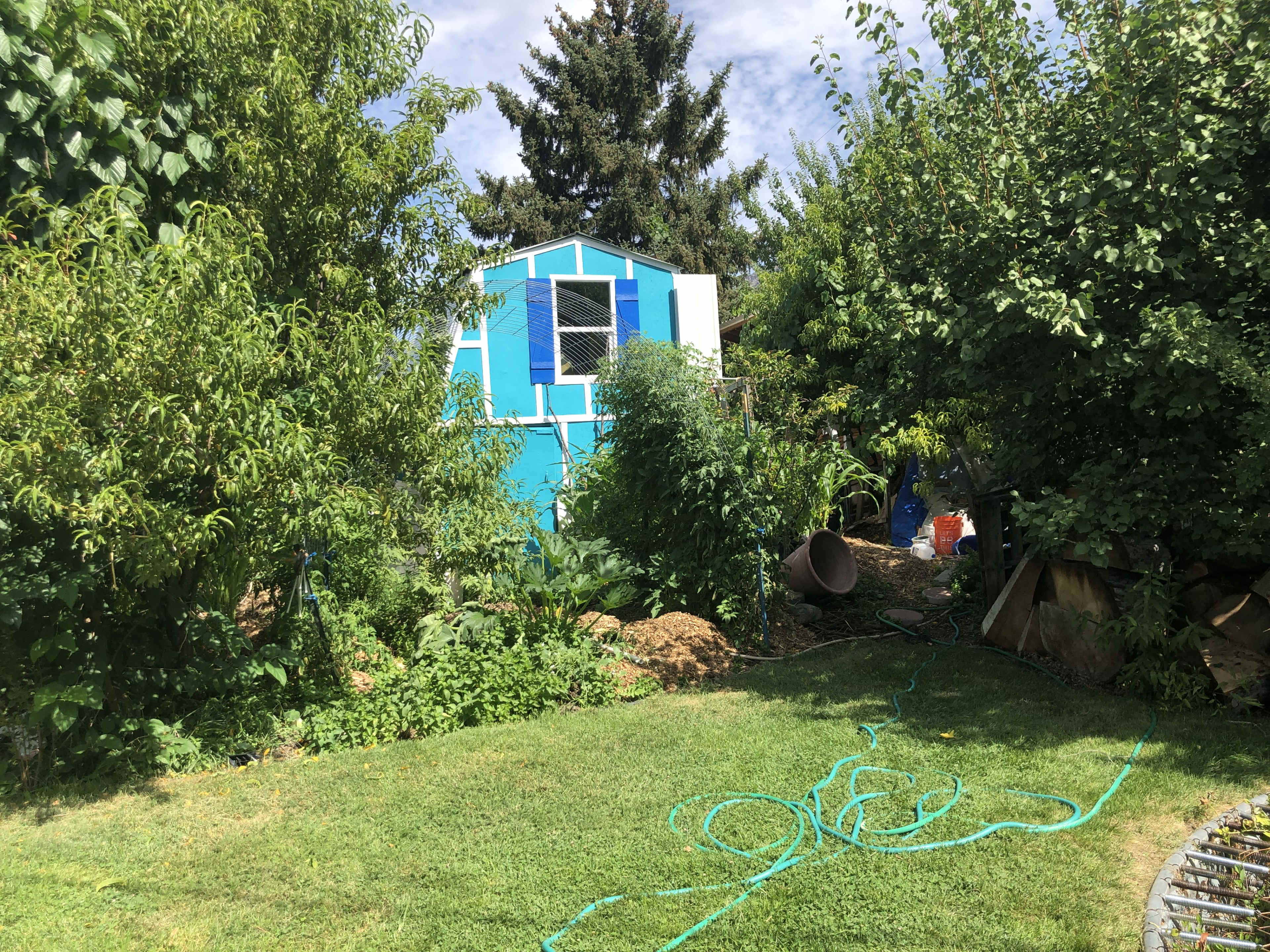 A brightly colored blue shed is surrounded by lush greenery and various plants in a garden setting.