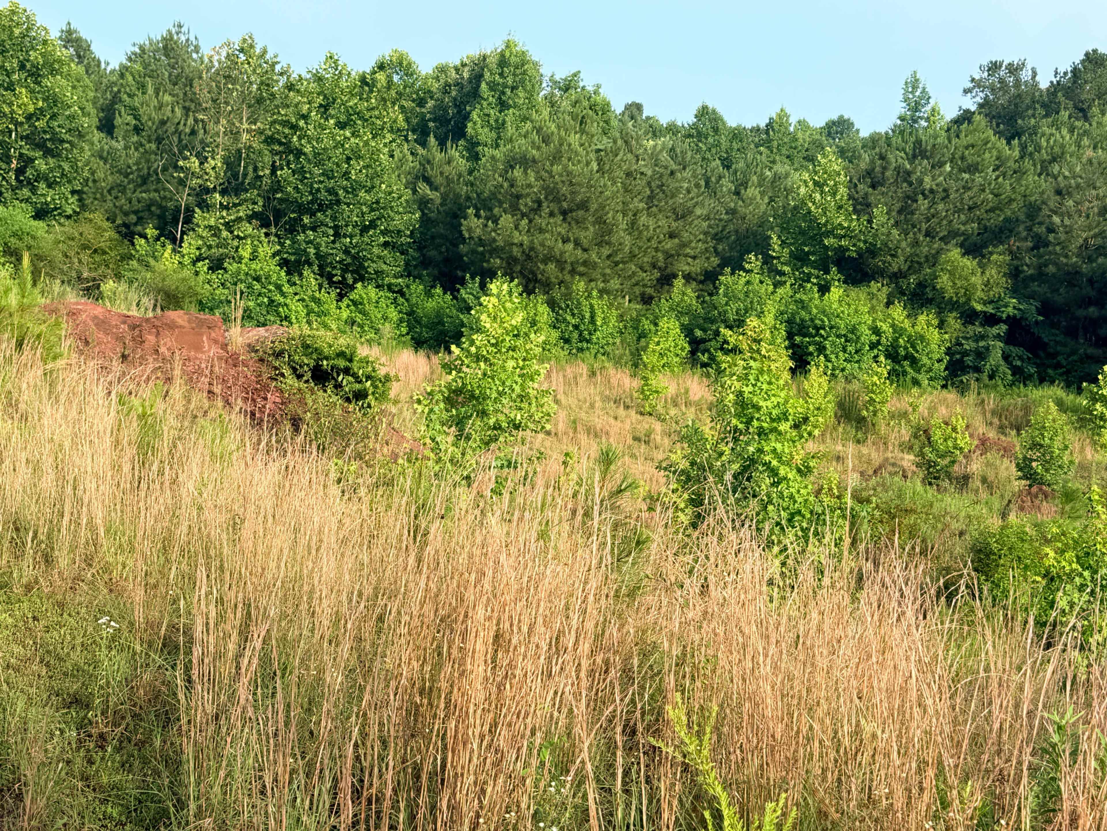 A grassy field with sparse young trees surrounded by dense green forests and a slight elevation in the background.