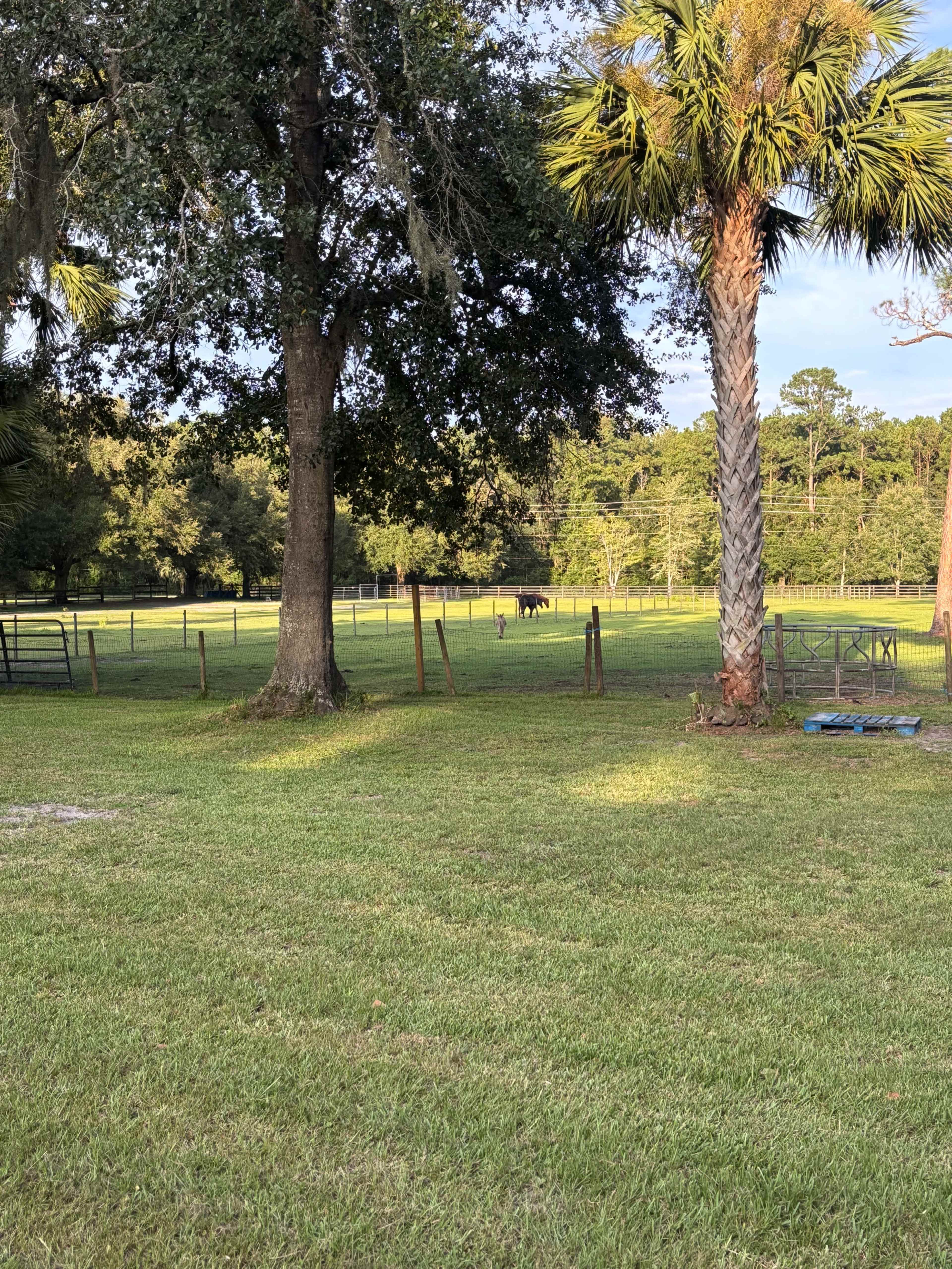 The image shows a grassy field with two large trees and a fence, along with a distant view of a black cow roaming in the background.