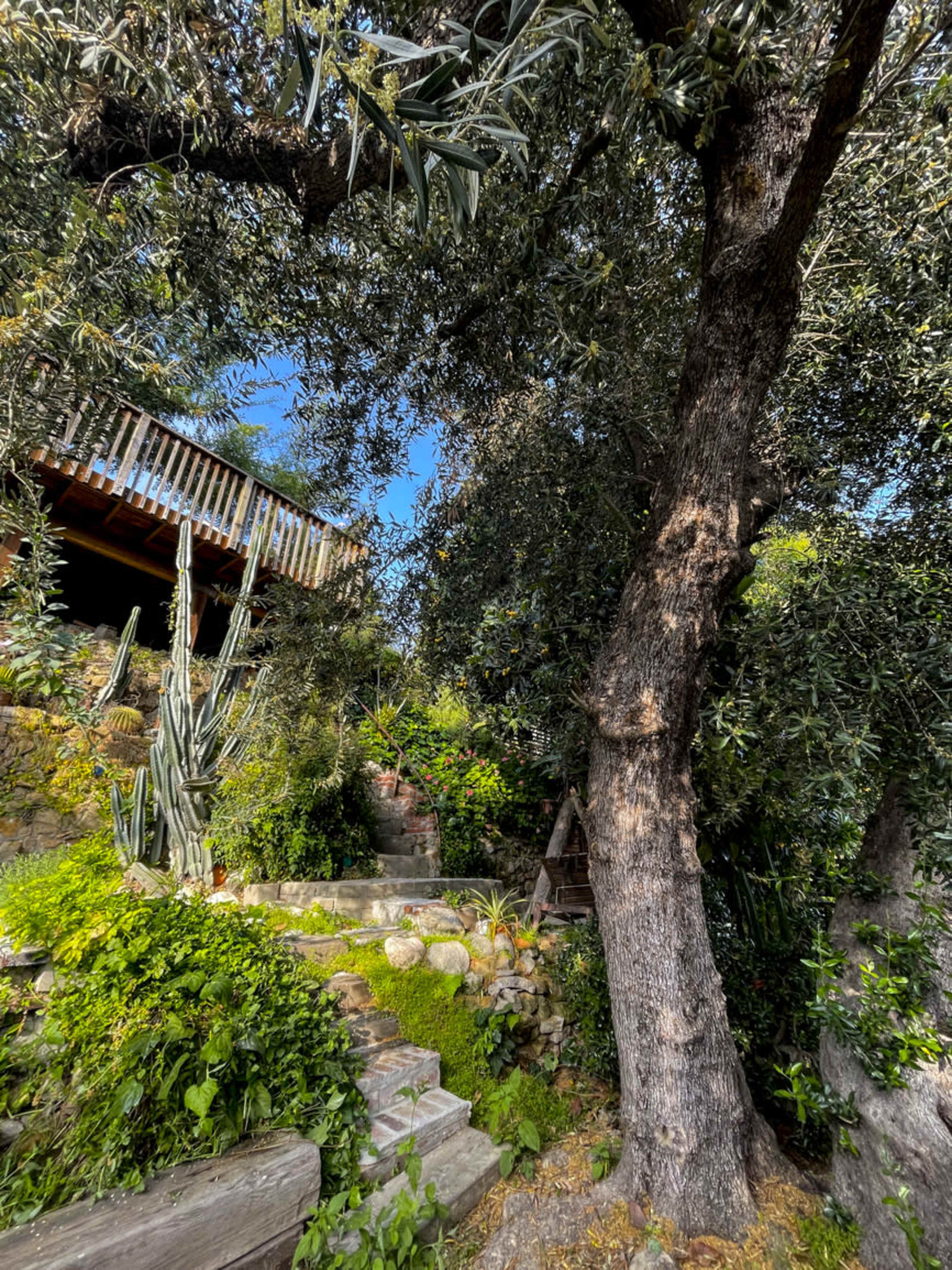 A stone staircase winds through lush greenery and leads up to a wooden balcony among tall trees.