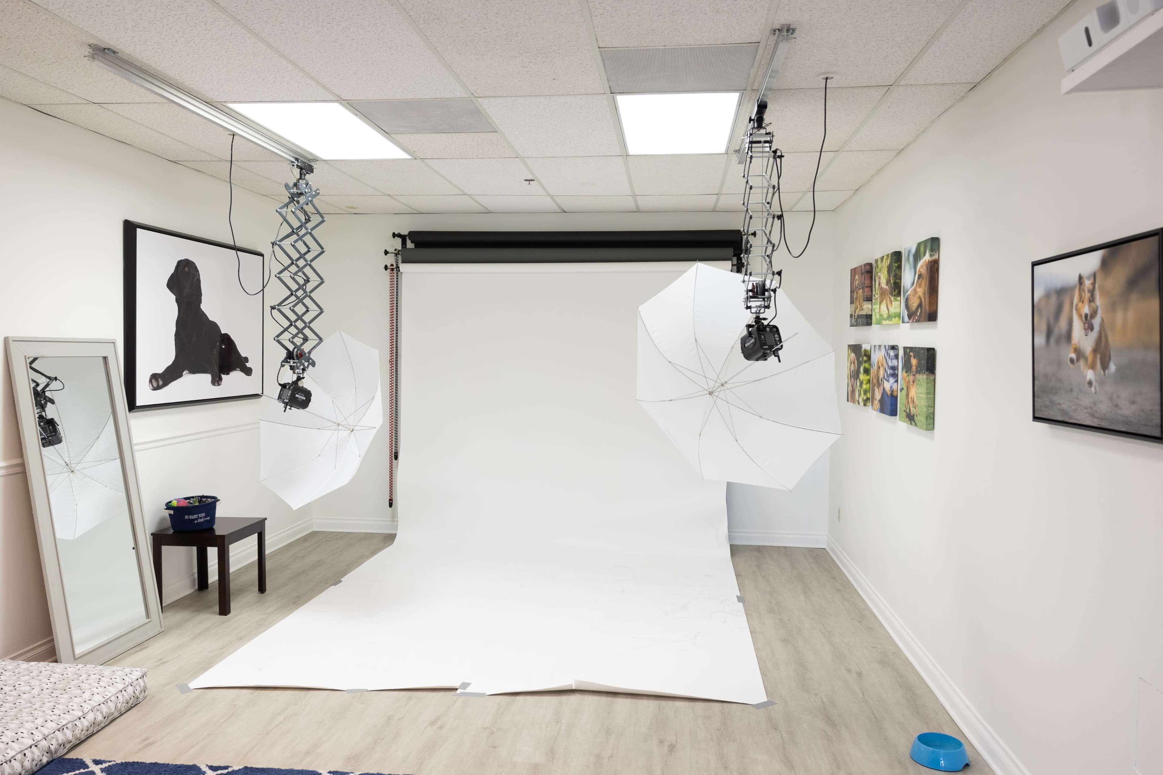 A photography studio with a white backdrop, two light umbrellas, a mirror, and framed animal portraits on the wall.