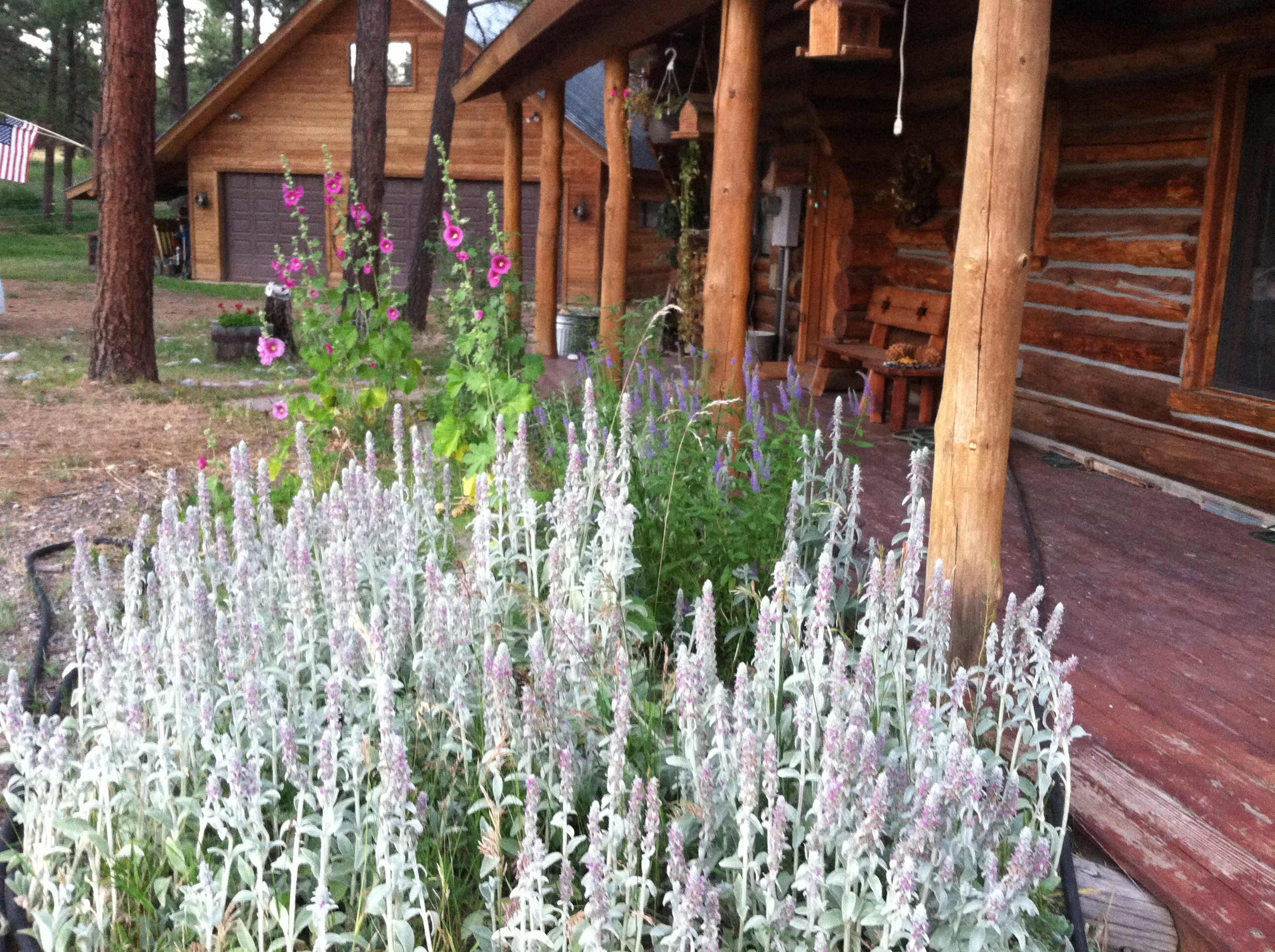 A wooden cabin with a porch is surrounded by flowering plants and greenery, with an American flag visible in the background.