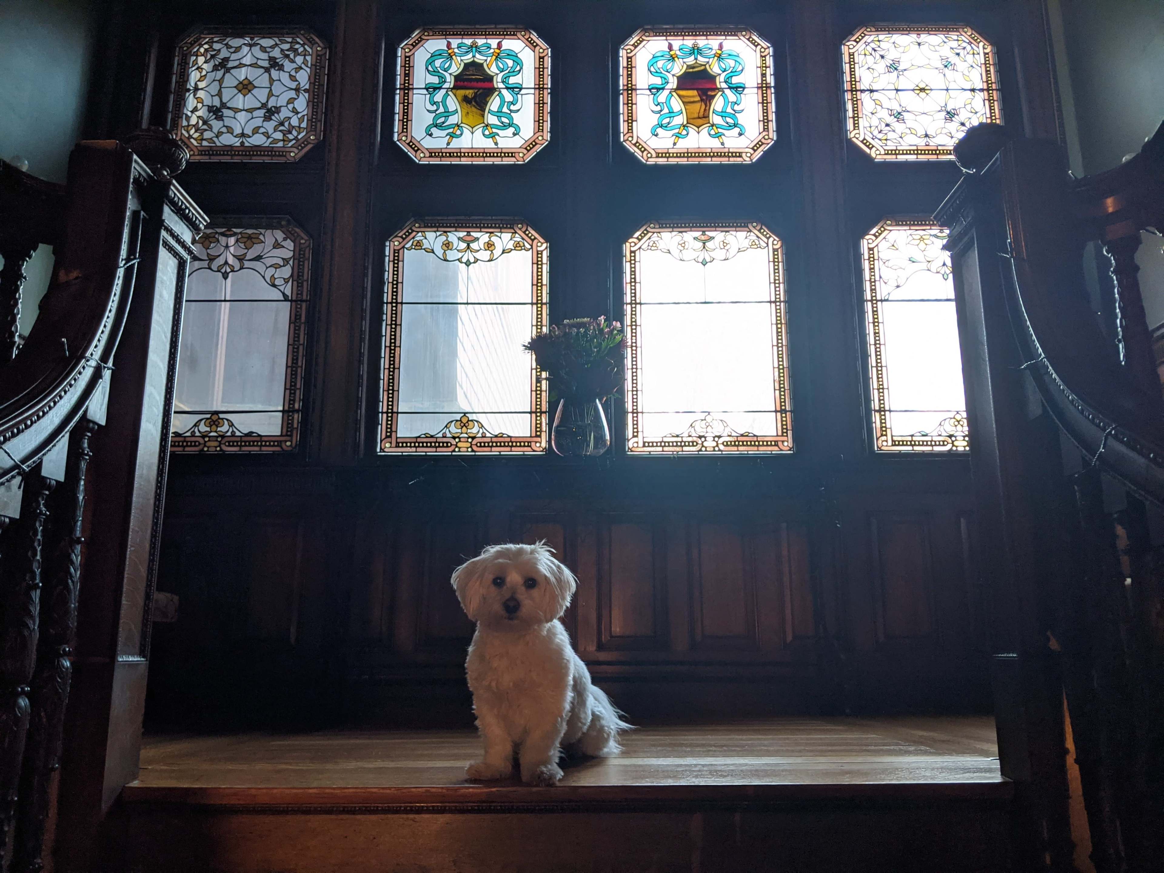 A small white dog sits on a wooden staircase in front of ornate stained glass windows.