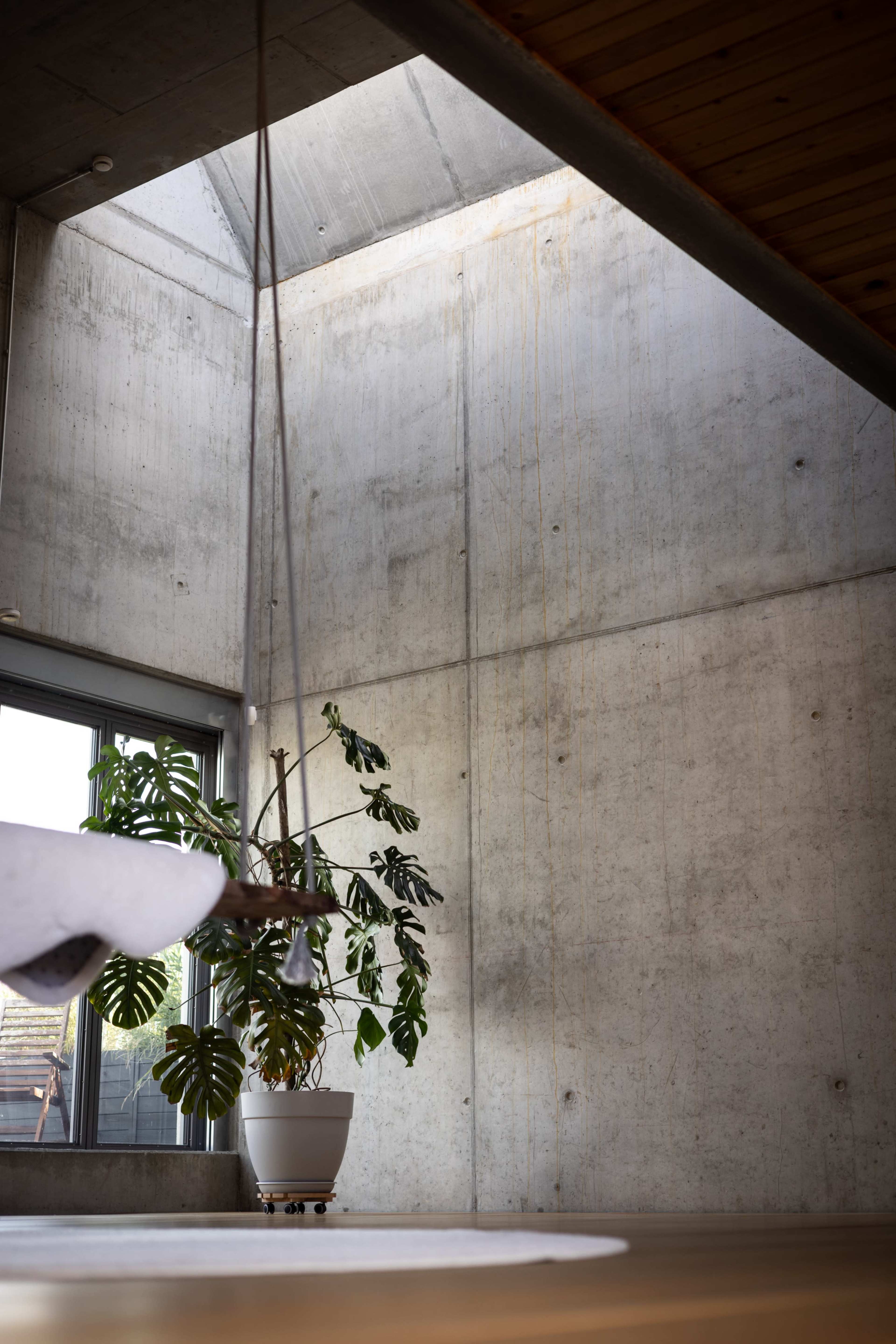 A large green plant hangs from the ceiling in a room with concrete walls and a skylight.