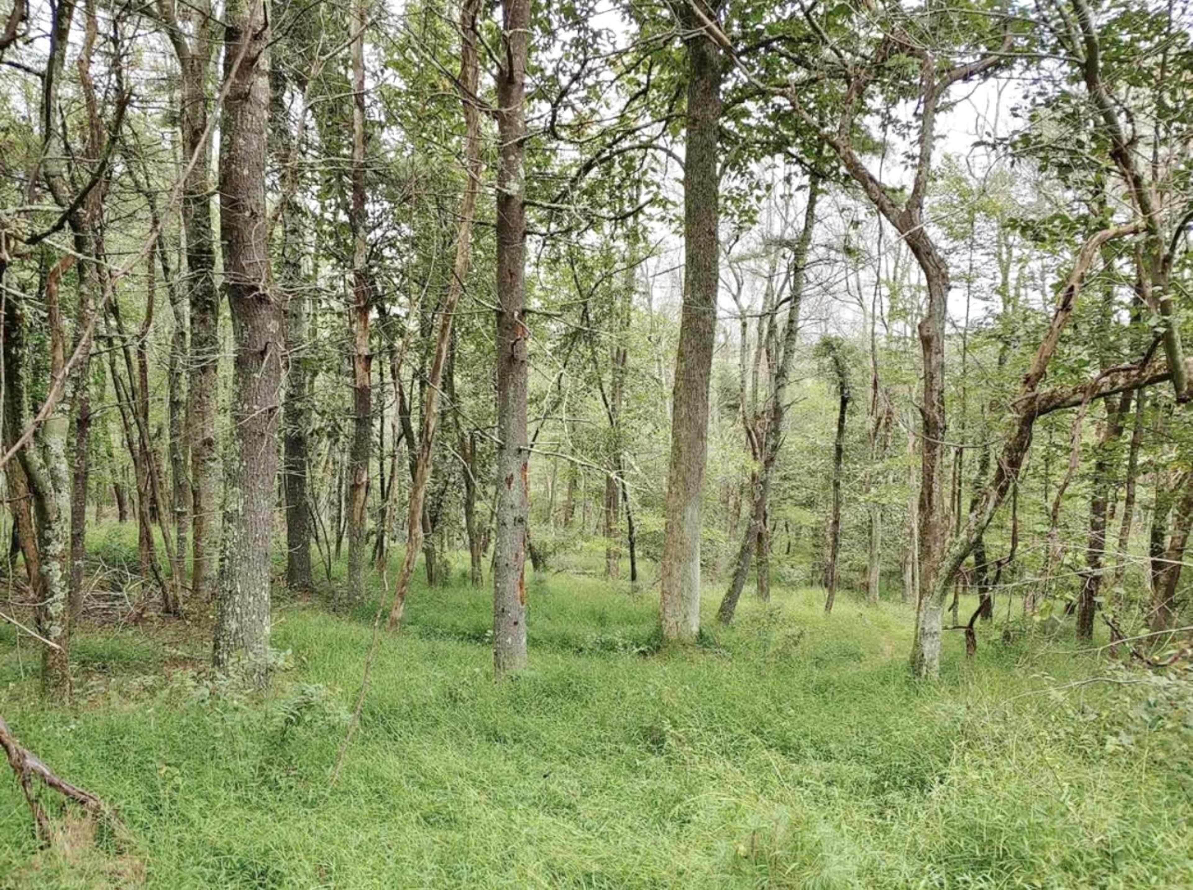 A dense forest with tall trees and thick green underbrush.
